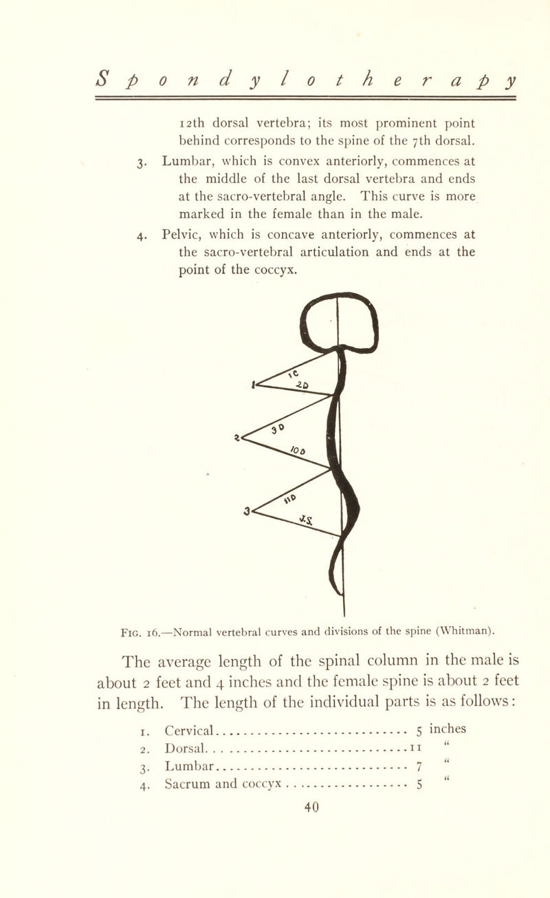 12th dorsal vertebra; its most prominent point behind corresponds to the spine of the 7th dorsal. 3. Lumbar, which is convex anteriorly, commences at the middle of the last dorsal vertebra and ends at the sacro-vertebral angle. This curve is more marked in the female than in the male. 4. Pelvic, which is concave anteriorly, commences at the sacro-vertebral articulation and ends at the point of the coccyx. Fig. 16.—Normal vertebral curves and divisions of the spine (Whitman). The average length of the spinal column in the male is about 2 feet and 4 inches and the female spine is about 2 feet in length. The length of the individual parts is as follows: 1. Cervical. 2. Dorsal. 3. Lumbar. 5 inches u u 40 7