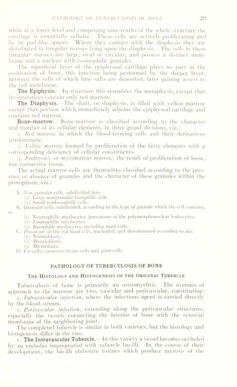 /m tiioi.ogv or ti herci i.osrs or iioxr. 2!) while at a lower level and comprising nine-tenths of the whole structure the cartilage is essentially cellular. These cells are actively proliferating and lie in pod-like spaces. Where they contact with the diaphvsis they are distributed in irregular masses lying upon the diaphvsis. The cells in these irregular masses are large, oval or circular, and possess a distinct mem¬ brane and a nucleus with eosinophilic granules. The superficial layer of the epiphyseal cartilage plays no part in the ossification of bone, this function being performed by the deeper laver, between the cells of which lime salts are deposited, later gaining access to the cell membrane. The Epiphysis. In structure this resembles the metaphysis, except that its interstices contain only red marrow. The Diaphvsis. The shaft, or diaphvsis, is tilled with yellow marrow except that portion which immediately adjoins the epiphyseal cartilage and contains red marrow. Bone-marrow. Bone-marrow is classified according to the character and number of its cellular elements, in three grand divisions, viz.: 1. Red marrow in which the blood-forming cells and their derivatives predominate. 2. Yellow marrow formed by proliferation of the fatty elements with a corresponding deficiency of cellular constituents. 3. Embryonic or myxomatous marrow, the result of proliferation of loose, fine connective tissue. The actual marrow-cells are themselves classified according to the pres¬ ence or absence of granules and the character of these granules within the protoplasm, viz.: A. Xon-granular cells, subdivided into (1) Large nongranular basophilic cells. (2) Small nonbasophilic cells. 15. Granular cells, subdivided, according to the type of granule which the cell contains, as (1) Neutrophilic myelocytes (precursors of the polymorphonuclear leukocytes) (2) Eosinophilic myelocytes. (3) Basophilic myelocytes, including mast-cells. C. Precursors of the red blood-cells, nucleated, and denominated according to size. (1) Normoblasts. (2) Megaloblasts. (3) Microblasts. I). /’ViZ-cells, connective-tissue cells and g/awLcells. PATHOLOGY OF TUBERCULOSIS OF BONE The Histology and Histogenesis of the Original Tubercle Tuberculosis of bone is primarily an osteomyelitis. The avenues of approach to the marrow are two, vascular and perivascular, constituting: 1. Intravascular infection, where the infectious agent is carried directly by the blood-stream. 2. Perivascular infection, extending along the perivascular structures, especially the vessels connecting the interior of bone with the synovial membrane of the neighboring joint. The completed tubercle is similar in both varieties, but the histology and histogenesis differ in the two. 1. The Intravascular Tubercle.- In this variety a vessel becomes occluded by an embolus impregnated with tubercle bacilli. In the course of their development, the bacilli elaborate toxines which produce necrosis of the