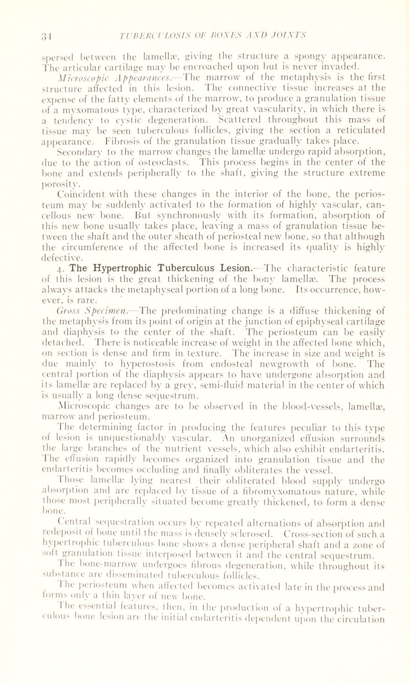 spersed between the lamella?, giving tlie structure a spongy appearance. The articular cartilage may be encroached upon but is never invaded. Microscopic AppearancesThe marrow of the metaphysis is the first structure affected in this lesion. The connective tissue increases at the expense of the fatty elements of the marrow, to produce a granulation tissue of a mvxomatous type, characterized by great vascularity, in which there is a tendency to cystic degeneration. Scattered throughout this mass of tissue may be seen tuberculous follicles, giving the section a reticulated appearance. Fibrosis of the granulation tissue gradually takes place. Secondary' to the marrow changes the lamellae undergo rapid absorption, due to the action of osteoclasts. This process begins in the center of the bone and extends peripherally to the shaft, giving the structure extreme porosity. Coincident with these changes in the interior of the bone, the perios¬ teum may be suddenly activated to the formation of highly vascular, can¬ cellous new bone. But synchronously with its formation, absorption of this new bone usually takes place, leaving a mass of granulation tissue be¬ tween the shaft and the outer sheath of periosteal new bone, so that although the circumference of the affected bone is increased its quality is highly defective. 4. The Hypertrophic Tuberculous Lesion.—The characteristic feature of this lesion is the great thickening of the bony lamellae. The process always attacks the metaphyseal portion of a long bone. Its occurrence, how¬ ever, is rare. Cross Specimen.- The predominating change is a diffuse thickening of the metaphysis from its point of origin at the junction of epiphyseal cartilage and diaphysis to the center of the shaft. The periosteum can be easily^ detached. There is noticeable increase of weight in the affected bone which, on section is dense and firm in texture. The increase in size and weight is due mainly to hyperostosis from endosteal newgrowth of bone. The central portion of the diaphysis appears to have undergone absorption and its lamellae are replaced by a grey, semi-fluid material in the center of which is usually a long dense sequestrum. Microscopic changes are to be observed in the blood-vessels, lamellae, marrow and periosteum. I he determining factor in producing the features peculiar to this tvpe of lesion is unquestionably vascular. .An unorganized effusion surrounds the large branches of the nutrient vessels, which also exhibit endarteritis. The effusion rapidly becomes organized into granulation tissue and the endarteritis becomes occluding and finallv obliterates the vessel. 1 hose lam el he lying nearest their obliterated blood supply’ undergo absorption and are replaced by tissue of a fibromyxomatous nature, while those most peripherally situated become greatly thickened, to form a dense bone. Central sequestration occurs by repeated alternations of absorption and 1 edeposil ol bone until the mass is densely sclerosed. C ross-section of such a hypertrophic tuberculous bone shows a dense peripheral shaft and a zone of soft granulation tissue interposed between it and the central sequestrum. 1 he bone-marrow undergoes fibrous degeneration, while throughout its substance are disseminated tuberculous follicles. I he periosteum when affected becomes activated late in the process and forms only a thin layer of new bone. I he essential leatures, then, in the production of a hvpcrtrophic tuber- t ul°us hone lesion are the initial endarteritis dependent upon the circulation
