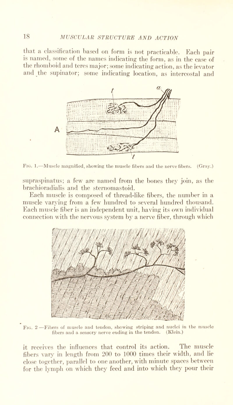 that a classification based on form is not practicable. Each pair is named, some of the names indicating the form, as in the case of the rhomboid and teres major; some indicating action, as the ievator and the supinator; some indicating location, as intercostal and Fig. 1.—Muscle magnified, showing the muscle fibers and the nerve fibers. (Gray.) supraspinatus; a few are named from the bones they join, as the brachioradialis and the sternomastoid. Each muscle is composed of thread-like fibers, the number in a muscle varying from a few hundred to several hundred thousand. Each muscle fiber is an independent unit, having its own individual connection with the nervous system by a nerve fiber, through which Fig. 2—Fibers of muscle and tendon, showing striping and nuclei in the muscle fibers and a sensory nerve euding in the tendon. (Klein.) it receives the influences that control its action. The muscle fibers vary in length from 200 to 1000 times their width, and lie close together, parallel to one another, with minute spaces between for the lymph on which they feed and into which they pour their