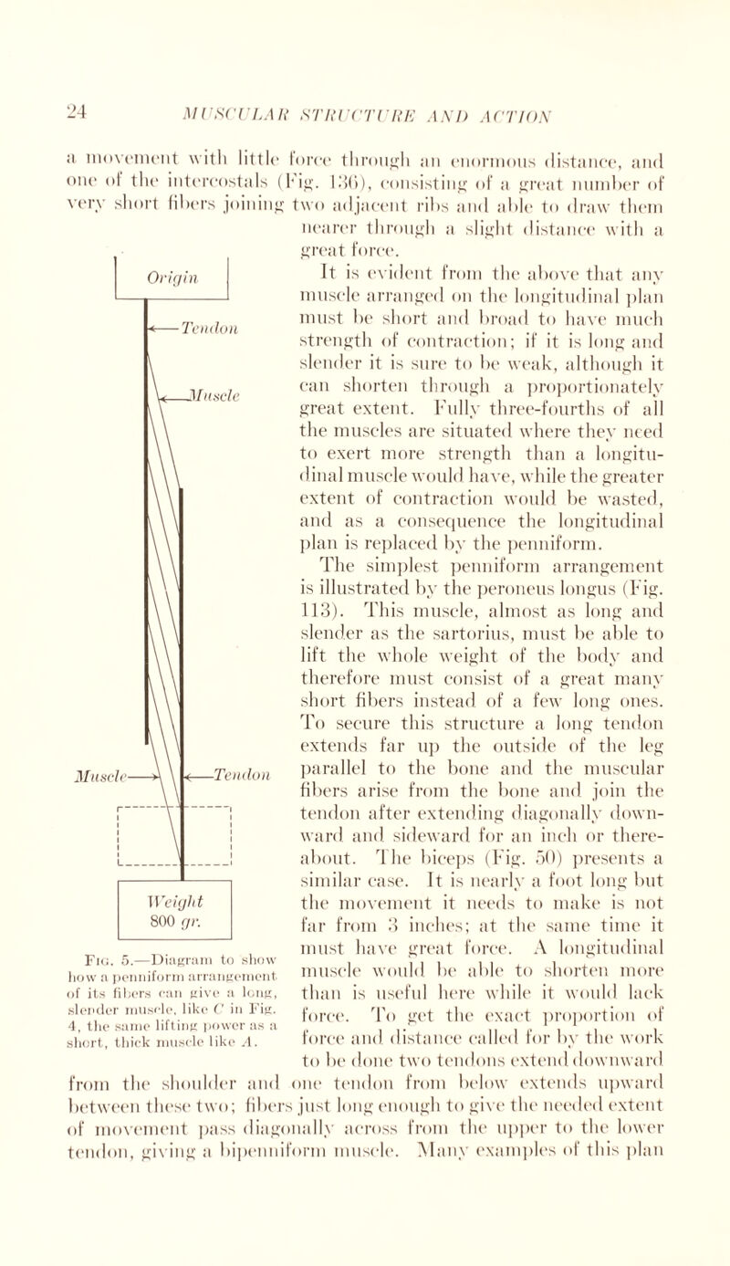 a movement with little force through an enormous distance, and one of the intereostals (fig. 136), consisting of a great number of very short fibers joining two adjacent ribs and able to draw them nearer through a slight distance with a great force. It is evident from the above that any muscle arranged on the longitudinal plan must be short and broad to have much strength of contraction; if it is long and slender it is sure to be weak, although it can shorten through a proportionately great extent. Fully three-fourths of all the muscles are situated where they need to exert more strength than a longitu¬ dinal muscle would have, while the greater extent of contraction would be wasted, and as a consequence the longitudinal plan is replaced by the penniform. The simplest penniform arrangement is illustrated by the peroneus longus (Fig. 113). This muscle, almost as long and slender as the sartorius, must be able to lift the whole weight of the body and therefore must consist of a great many short fibers instead of a few long ones. To secure this structure a long tendon extends far up the outside of the leg parallel to the bone and the muscular fibers arise from the bone and join the tendon after extending diagonally down¬ ward and sideward for an inch or there¬ about. 4 he biceps (Fig. 50) presents a similar case. It is nearly a foot long but the movement it needs to make is not far from 3 inches; at the same time it must have great force. A longitudinal muscle would be able to shorten more than is useful here while it would lack force. To get the exact proportion of force and distance called for by the work to be done two tendons extend downward from the shoulder and one tendon from below extends upward between these two; fibers just long enough to give the needed extent of movement pass diagonally across from the upper to the lower tendon, giving a bipenniform muscle. Many examples of this plan Fig. 5.—Diagram to show how a penniform arrangement, of its fibers can give a long, slender muscle, like C in Fig. 4, the same lifting power as a short, thick muscle like A.