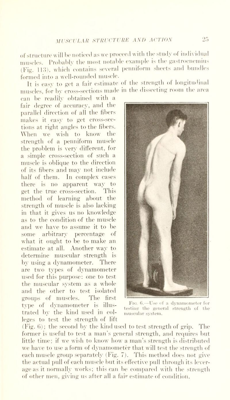 of structure will be noticed as wo proceed with t he study of individii.il muscles. Probably the most notable example is the gastrocnemius (].'jg. H3), which contains several penniform sheets and bundles formed into a well-rounded muscle. It is easy to get a fair estimate of the strength of longitudinal muscles, for by cross-sections made in the dissecting room the area can be readily obtained with a fair degree of accuracy, and the parallel direction of all the fibers makes it easy to get cross-sec¬ tions at right angles to the fibers. When we wish to know the strength of a penniform muscle the problem is very different, for a simple cross-section of such a muscle is oblique to the direction of its fibers and may not include half of them. In complex cases there is no apparent way to get the true cross-section. This method of learning about the strength of muscle is also lacking in that it gives us no knowledge as to the condition of the muscle and we have to assume it to be some arbitrary percentage of what it ought to be to make an estimate at all. Another way to determine muscular strength is by using a dynamometer. There are two types of dynamometer used for this purpose: one to test the muscular system as a whole and the other to test isolated groups of muscles. The first type of dynamometer is illus¬ trated by the kind used in col¬ leges to test the strength of lift (Fig. (>); the second by the kind used to test strength of grip. 'The former is useful to test a man’s general strength, and requires but little time; if we wish to know how a man’s strength is distributed we have to use a form of dynamometer that will test the strength of each muscle group separately (Fig. 7). This method does not give the actual pull of each muscle but its effective pull through its lever¬ age as it normally works; this can be compared with the strength of other men, giving us after all a fair estimate of condition. Fig. 6.—Use of a dynamometer for testing flic general strength of the muscular system.