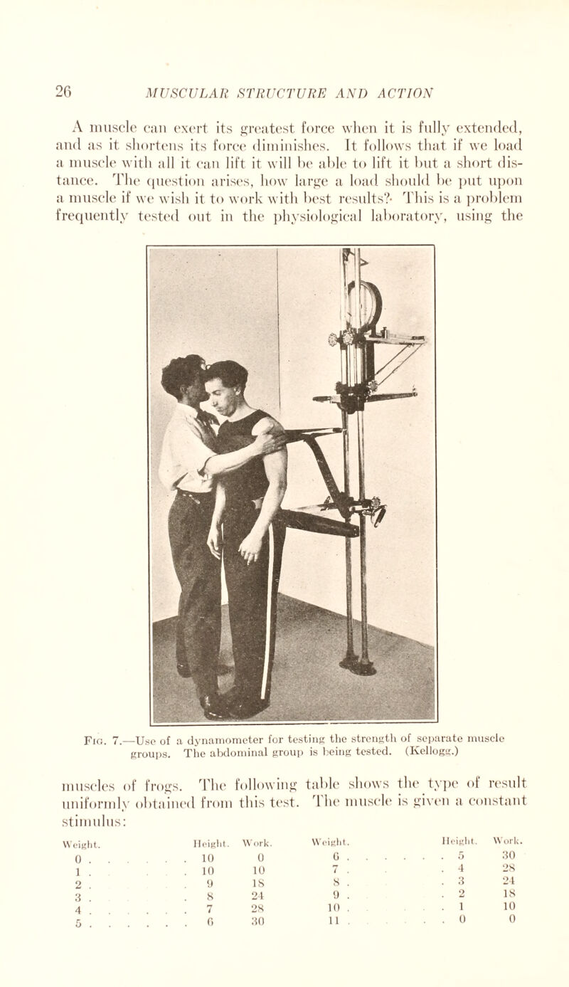 A muscle can exert its greatest force when it is fully extended, and as it shortens its force diminishes. It follows that if we load a muscle with all it can lift it will he able to lift it but a short dis¬ tance. The question arises, how large a load should be put upon a muscle if we wish it to work with best results?* This is a problem frequently tested out in the physiological laboratory, using the Pig, 7.—Use of a dynamometer for testing the strength of separate muscle groups. The abdominal group is being tested. (Kellogg.) muscles of frogs. The following table shows the type of result uniformly obtained from this test. 1 he muscle is given a constant stimulus: Weight. 0 . 1 . 2 . 3 . 4 . 5 . Height. Work. Weight. Height. Worl 10 0 G . . . 5 30 10 10 7 . . 4 28 9 IS 8 . . 3 24 8 24 9 . 2 IS 7 28 10 . 1 10 0 30 11 . . . 0 0