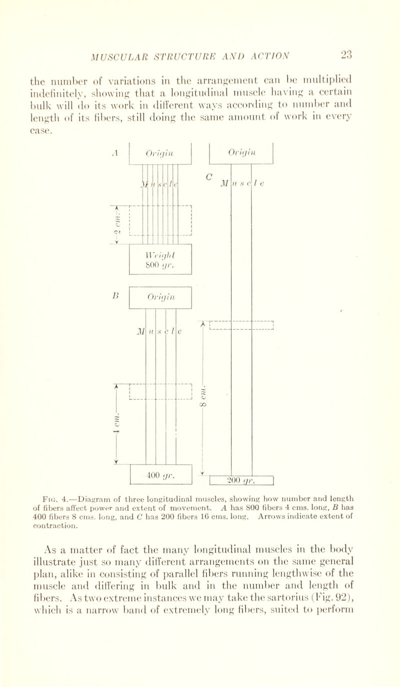 the number of variations in the arrangement can be multiplied indefinitely, showing that a longitudinal muscle having a certain bulk will do its work in different ways according to number and length of its fibers, still doing the same amount of work in every case. Origin Mu Origin C M Aright S00 gr. B Origin M n .s* • i c A ~i 1_ 400 gr. CO 200 gr. ~] Fig. 4.—Diagram of three longitudinal muscles, showing how number and length of fibers affect power and extent of movement. .4 has 800 fibers 4 cms. long, B has 400 fibers 8 cms. long, and C has 200 fibers 10 cms. long. Arrows indicate extent of contraction. As a matter of fact the many longitudinal muscles in the body illustrate just so many different arrangements on the same general plan, alike in consisting of parallel fibers running lengthwise of the muscle and differing in bulk and in the number and length of fibers. As two extreme instances we may take the sartorius (Fig. 92), which is it narrow band of extremely long fibers, suited to perform