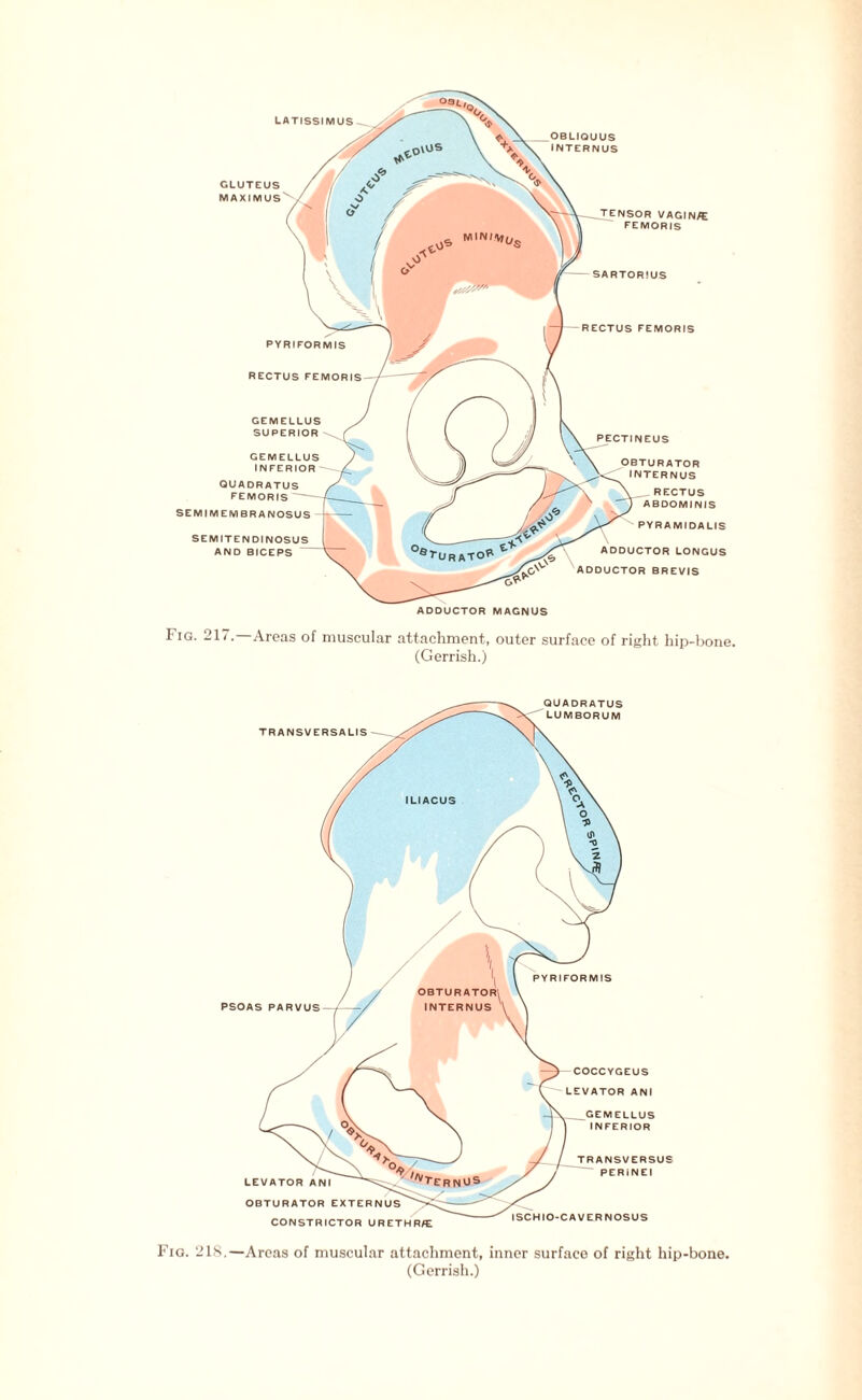 latissimus OBLIQUUS INTERNUS TENSOR VAGIN/E FEMORIS SARTORiUS RECTUS FEMORIS PYRIFORMIS RECTUS FEMORIS PECTINEUS ADDUCTOR MAGNUS GEMELLUS SUPERIOR SEMITENDINOSUS AND BICEPS RATOR INTERNUS RECTUS ABDOMINIS PYRAMIDALIS ADDUCTOR LONGUS ADDUCTOR BREVIS GEMELLUS INFERIOR QUADRATUS FEMORIS SEMIMEMBRANOSUS Fig. 217.—Areas of muscular attachment, outer surface of right hip-bone. (Gerrish.) Fig. 218,—Areas of muscular attachment, inner surface of right hip-bone.