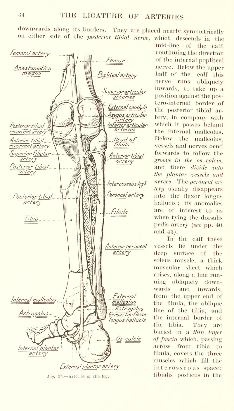 downwards along its borders. They are placed nearly symmetrically <>n either side of the posterior tibial nerve, which descends in the Femora/ artery_ Anas/omofica_ _ ma on a mur Posterior tijjia/ recurrent artery 4 Anterior tidal_ _ recurrent artery Superior F/butar - artery Posterior tjôia/- artery Posterior tibial- - artery Internat plantar artery Externatplantar artery Fig. 37.—Arteries of the leg. mid-line of the calf, continuing the direction of the internal popliteal nerve. Relow the upper half of the calf this nerve runs obliquely inwards, to take up a position against the pos- tero-internal border of the posterior tibial ar¬ tery, in company with which it passes behind the internal malleolus. Below the malleolus, vessels and nerves bend forwards to follow the groove in the os calcis, and there divide into the plantar vessels and nerves. The peroneal ar¬ tery usually disappears into the flexor longus hallucis ; its anomalies are of interest to us when tying the dorsalis pedis artery (see pp. 40 and 43). In the calf these vessels lie under the deep surface of the soleus muscle, a thick muscular sheet which arises, along a line run¬ ning obliquely down¬ wards and inwards, from the upper end of the fibula, the oblique line of the tibia, and the internal border of the tibia. They arc buried in a thin layer of fascia which, passing across from tibia to fibula, covers the three muscles which lill the interosseous space: tibialis posticus in the