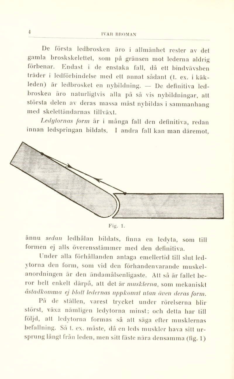 I IVAR BROMAN De första ledbrosken äro i allmänhet rester av det gamla broskskeletlel, som på gränsen mot lederna aldrig förbenar. hndast i de enstaka fall, då ett bindvävsben träder i ledförbindelse med ett annat sådant (t. ex. i käk¬ leden) är ledbrosket en nybildning. — De definitiva led¬ brosken äro naturligtvis alla på så vis nybildningar, alt största delen av deras massa måst nybildas i sammanhang med skeleltändarnas tillväxt. Ledi/tornas form är i många fall den definitiva, redan innan ledspringan bildats. I andra fall kan man däremot, Fi«. 1. ännu sedan ledhålan bildats, finna en ledyta, som till formen ej alls överensstämmer med den definitiva. Under alla förhållanden antaga emellertid till slut led¬ ytorna den form, som vid den förhandenvarande muskel¬ anordningen är den ändamålsenligaste. Att så är fallet be¬ ror helt enkelt därpå, all det är musklerna, som mekaniskt åstadkomma ej blott ledernas uppkomst ulan åren deras form. Pa de ställen, varest trycket under rörelserna blir störst, växa nämligen ledvtorna minst; och delta bar till följd, att ledytorna formas så alt säga efter musklernas befallning. Sa l. ex. måste, då en leds muskler hava sitt ur¬ sprung långt Iran leden, men sill fäste nära densamma (lig. 1)