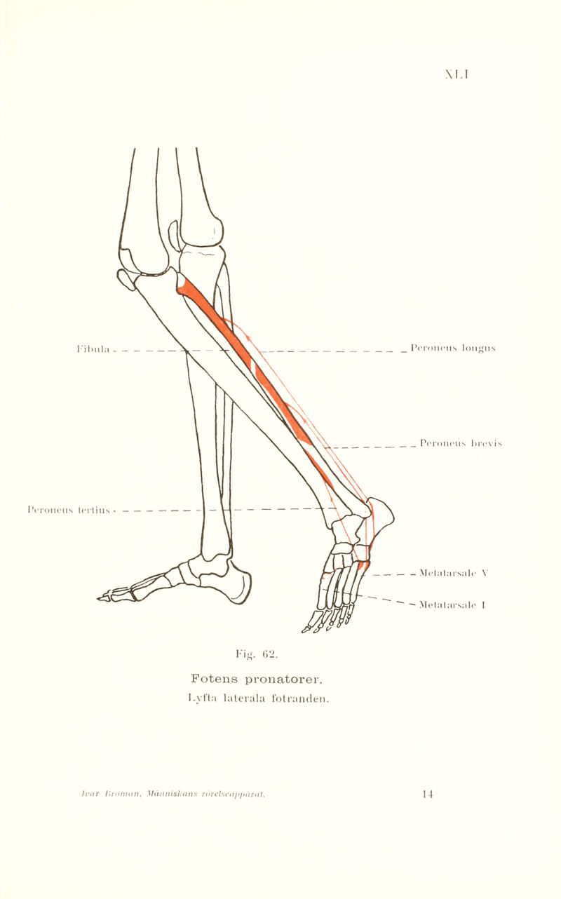 xu Fig. (i‘2. Fotens pronatorer. Fytta latcrala fotranden.