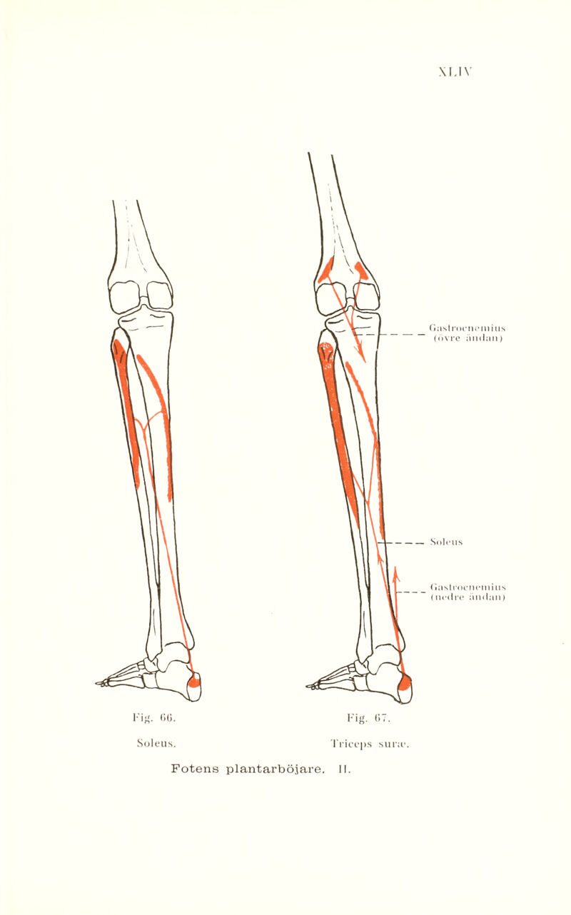 \I.IY Soleus. Triccps sura*. (iasli oenemins (övre ändan) Solens (iastrocneniins (nedre andan)