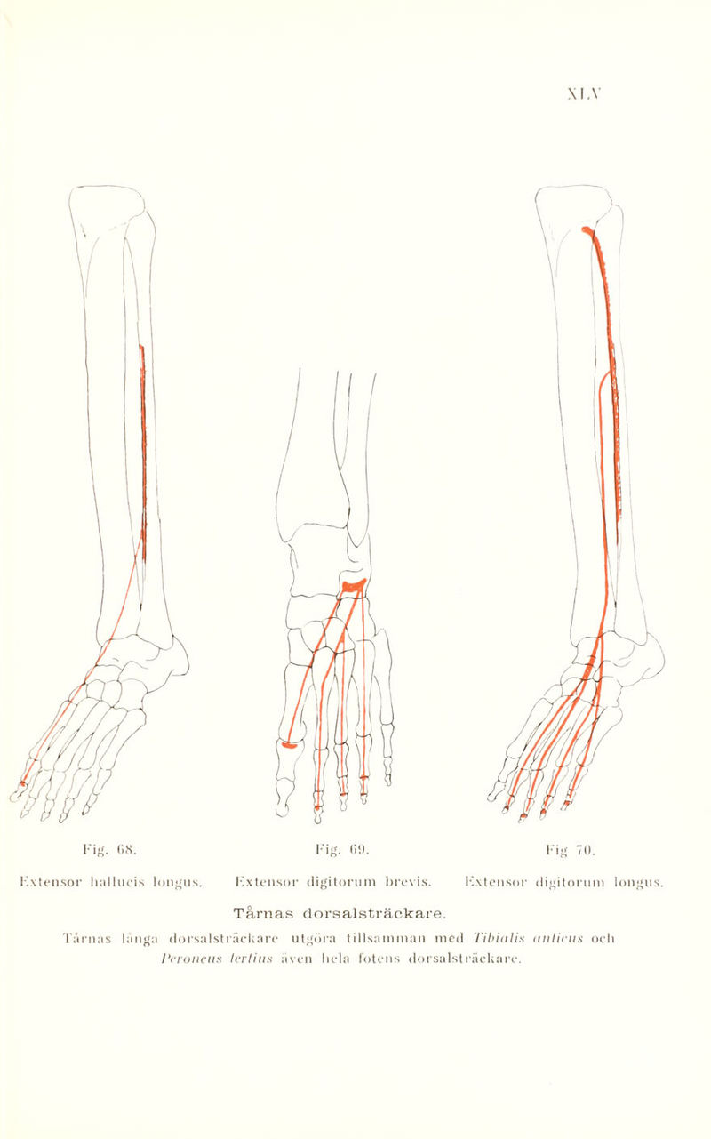 XI.V Kxtensor liallucis longus. Kxtensor digiturum brevis. Kxtcnsor digitornm longus. Tårnas dorsalsträckare. Tårnas långa dorsalsträckare utgöra tillsamman med Tibialis (tilliens ocb 1‘eroneus lerlius även hela fotens dorsalsträckare.