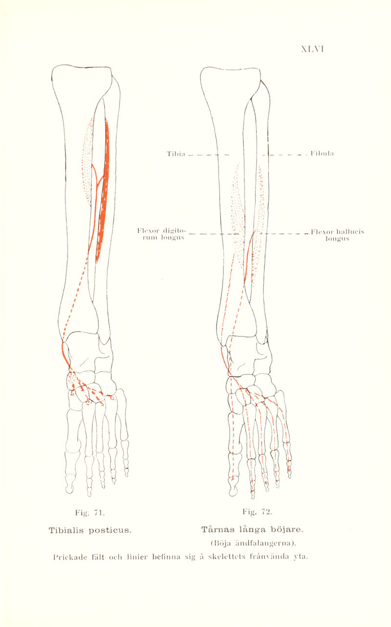 \I.YI Tibialis posticus. Tårnas långa böjare. ( böja ändfalangerna). Prickade fält och linier befinna si å skelettets fiånvända yta. I'il)iila Flexor liallucis longux