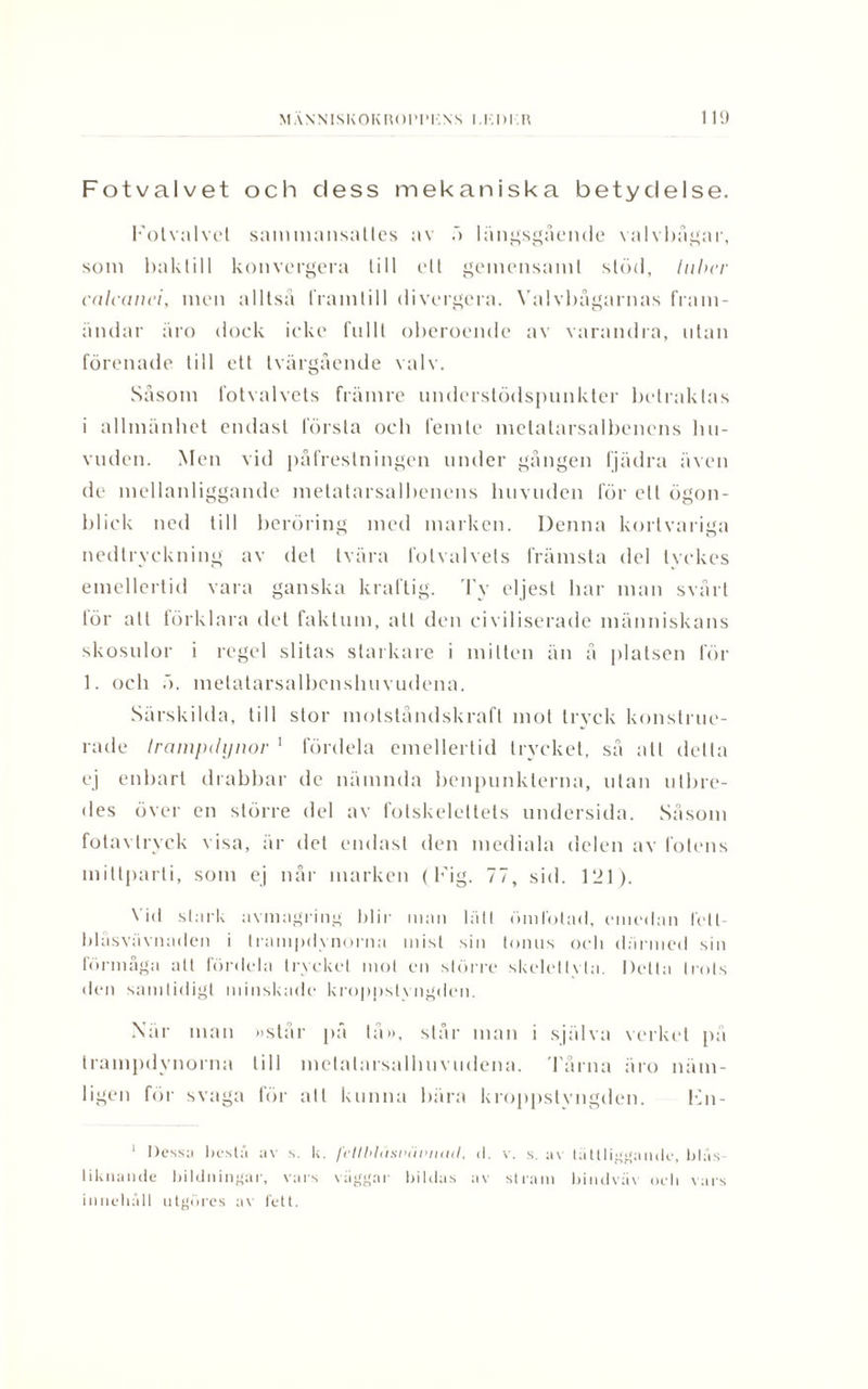 Fotvalvet och cl ess mekaniska betydelse. Fotvalvet samniansalles av ö längsgående valvbågar, som baktill konvergera till ett gemensamt slöd, tuber calcanei, men alltså framtill divergera. Valvbågarnas fram- ändar äro dock ieke fullt oberoende av varandra, utan förenade till ett tvärgående valv. Såsom fotvalvets främre nnderstödspunkter betraktas i allmänhet endast första och femte melatarsalbenens hu- vuden. Men vid påfrestningen under gången fjädra även de mellanliggande metatarsalbenens lnivnden för ett ögon¬ blick ned till beröring med marken. Denna kortvariga nedtrvckning av del tvära folvalvels främsta del tyckes emellertid vara ganska kraftig. Ty eljest har man svårt lör att förklara det faktum, att den civiliserade människans skosnior i regel slitas starkare i mitten än å platsen för 1. och ö. metatarsalbcnslnivudena. Särskilda, till stor motståndskraft mot tryck konstrue¬ rade trampdynor 1 fördela emellertid trycket, så all detta ej enbart drabbar de nämnda benpunkteina, ulan utbre- des över en större del av fotskelettets undersida. Såsom fotavtryck visa, är det endast den mediala delen av fotens mittparti, som ej når marken ( Fig. 77, sid. 121). Vi<l stark avmagring blir man tält ömfotad, emedan felt- blåsvävnaden i trampdynorna mist sin tonus och därmed sin förmåga att fördela trycket mot en större skelettvta. Detta trots den samtidigt minskade kroppstyngden. När man »står på tå», står man i själva verket på trampdynorna till metalarsalhuviidena. Tårna äro näm¬ ligen för svaga för att kunna hära kroppstyngden. Fn- 1 Dessa beslå av s. Ii. fettblasiuiniuiit, d. v. s. av tättliggande, blås- liknande bildningar, vars väggar bildas av stram bindväv och vars innehåll utgöres av fett.