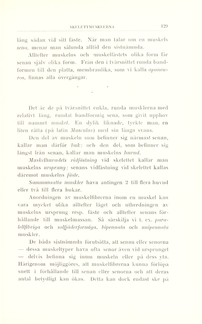 Sl\ I I IT TM l SK 1.1 RNA 12!) lång sådan vid sill fåslc. När man talar om en muskels sena, menar man sålunda alltid den sistnämnda. Alltefter muskelns och muskelfästets olika form får senan själv olika form. Från den i tvärsnittet runda band¬ formen till den platta, membranlika, som vi kalla aponeu- ros, finnas alla övergångar. Det är de på tvärsnittet enkla, runda musklerna med relativt läng, rundat bandformig sena, som givit upphov till namnet muskel. Fn dylik liknade, tyckte man, en liten råtta (på latin Musculus) med sin långa svans. Den del av muskeln som befinner sig närmast senan, kallar man därför buk; och den del, som befinner sig längst från senan, kallar man muskelns huvud. Muskelhuvudels vidfästning vid skelettet kallar man muskelns ursprung; senans vidfästning vid skelettet kallas däremot muskelns fäste. Sammansatta muskler hava antingen 2 till liera huvud eller två till liera bukar. Anordningen av inuskellibrerna inom en muskel kan vara mycket olika alltefter lägel och utbredningen av muskelns ursprung resp. fäste och alltefter senans för¬ hållande till muskelmassan. Så särskilja vi t. ex. pura- lellfibriga och sol fjäder for mig a, bipennata och unipennata muskler. De båda sistnämnda förutsätta, att senan eller senorna — dessa muskeltyper hava ofta sonor även vid ursprunget — delvis befinna sig inom muskeln eller på dess yta. Härigenom möjliggöres, att muskelfibrerna kunna förlöpa snett i förhållande till senan eller senorna och att deras antal betydligt kan ökas. Detta kan dock endast ske pä