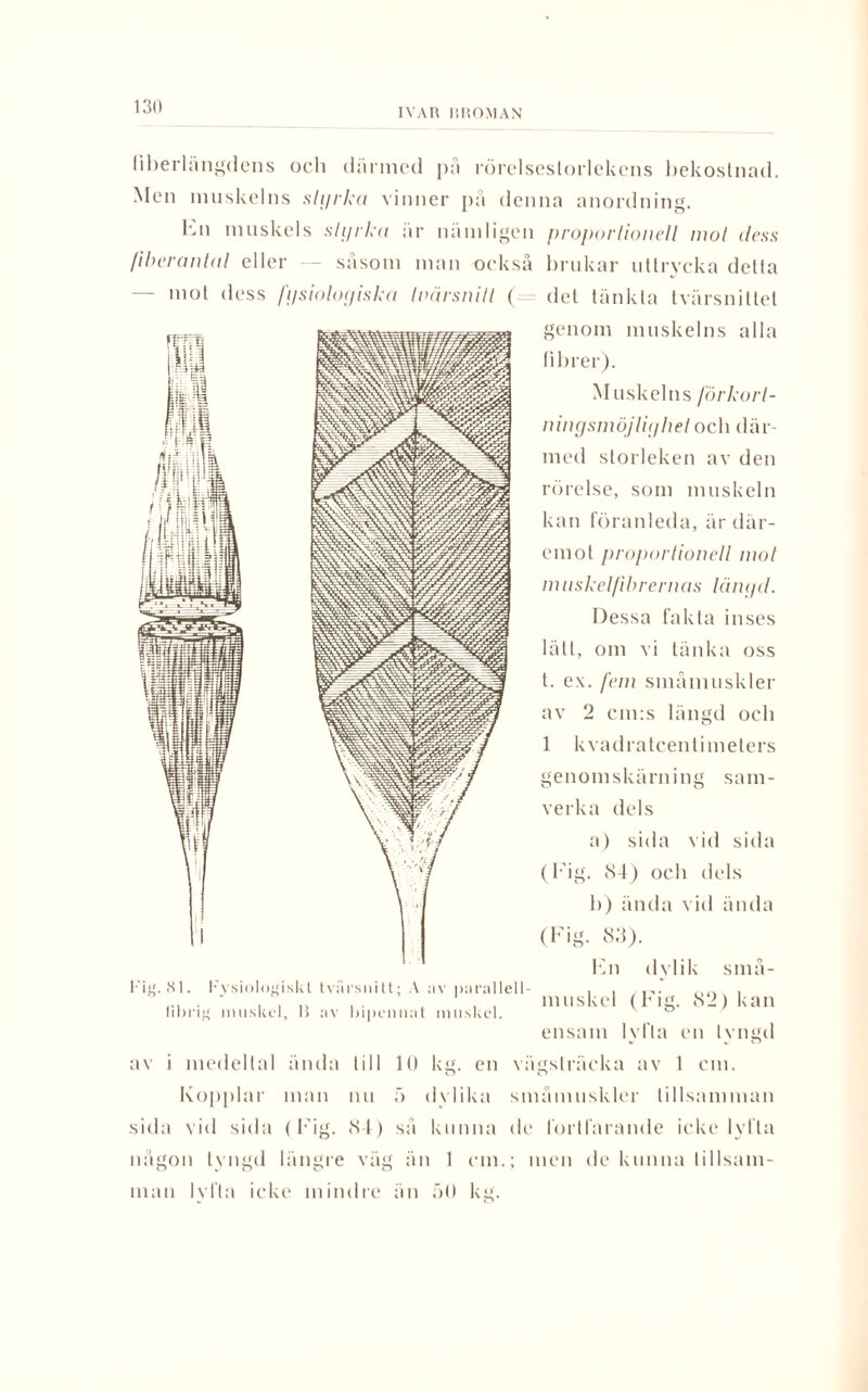 liberlängdens och dänned pä rörelsesloi lekens bekostnad. Men muskelns styrka vinner på denna anordning. Kn muskels styrka är nämligen proportionell mot dess fiberantal eller — såsom man också brukar uttrycka detta — mot dess fysiologiska loärsnitl ( det tänkta tvärsnittet genom muskelns alla fibrer). Muskelns förkorl- ningsmöjlighet och där¬ med storleken av den rörelse, som muskeln kan föranleda, är där¬ emot proportionell mot muskel fibrernas längd. Dessa fakta inses lätt, om vi tänka oss t. ex. fem småmuskler av 2 cm:s längd och 1 kvadratcentimeters genomskärning sam¬ verka dels a) sida Aid sida (1'ig. 84) och dels b) ända vid ända (Fig. 8.3). Kn dvlik små- muskel (Fig. 82) kan ensam lvfla en tvngd •ysiologiskt tvärsuiIt; A av ]>arallel 1 - muskel, B av hipcnnat muskel. av i medeltal ända till 10 kg. en vägslräcka av 1 cm. Kopplar man nu 5 dylika småmuskler tillsamman sida vid sida (Fig. 84) så kunna de fortfarande icke lyfta någon tyngd längre väg än 1 cm.; men de kunna tillsam¬ man lvfla icke mindre än 50 kg.