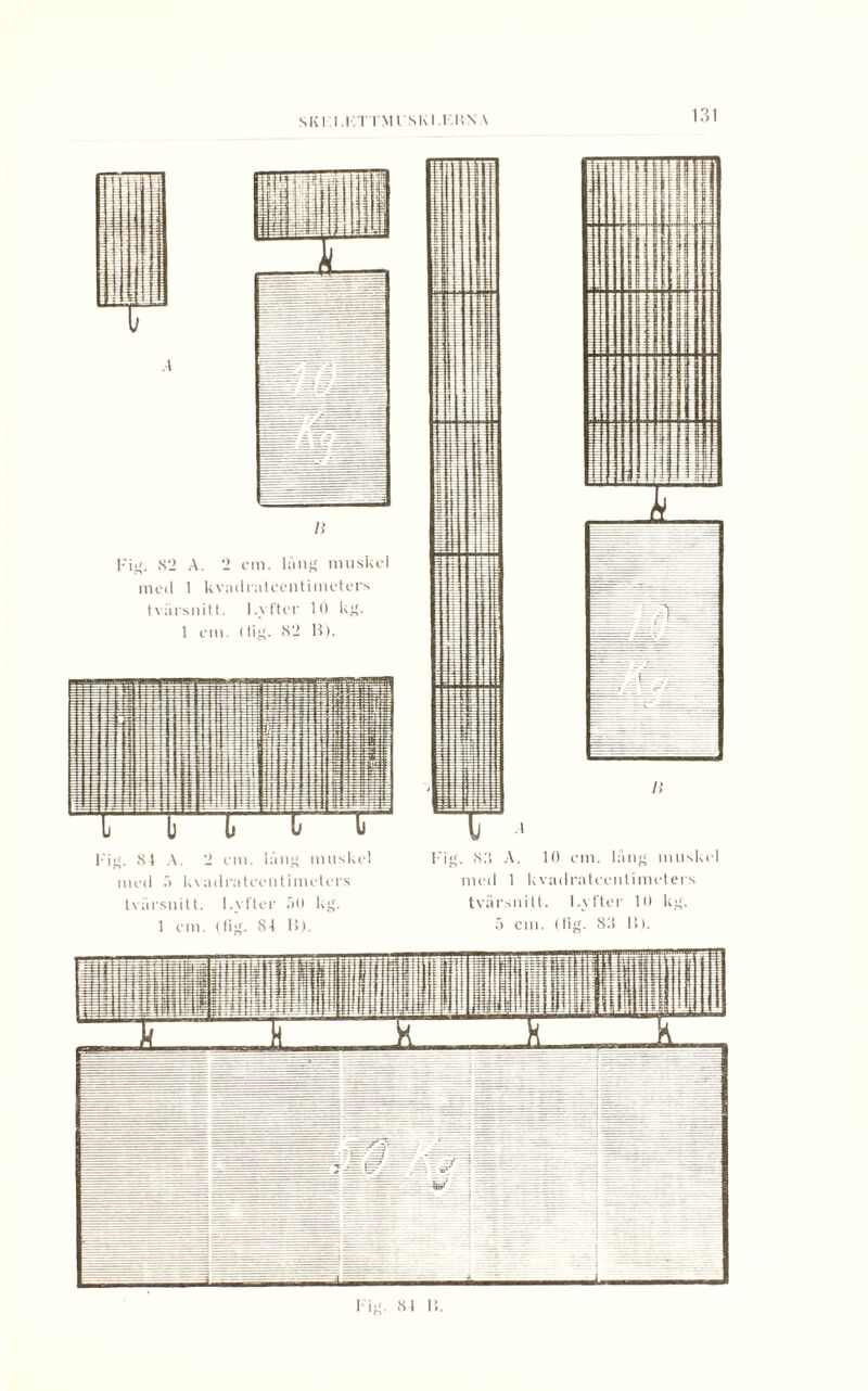 med 1 kv tvärsnitt. 1 em Ii 2 em. lång muskel adratccntimcters Lyfter 10 kg. . dig. (S‘2 B). 1 Hl l| i fl ffflS Bbs * ö t i r ** i :j - trtl 7 7 i TT ¥T +Hi4i4 tit { tpt fl1- Pf ffr- i mm i éM: i \ 11: 11 * ] i? |e Fi b b g. 84 A. '1 en med ä Uvadra L L . lång muskel centimeters tvärsnitt. Lyfter 50 kg. \J 1 Fig. 88 A. 10 em. lång muske med 1 kvadratecntimeters tvärsnitt. Lyfter 10 kg.