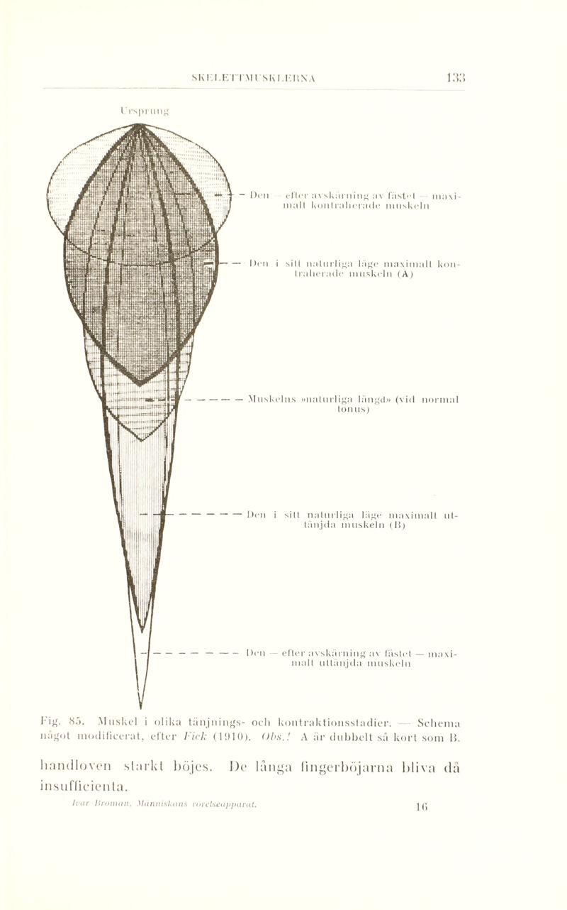 SKIXETTMl/SKI.EKNA \:v.\ Ursprung Den eller avskäruing a v fästet maxi¬ mal I konlralierade muskeln Den i sill naturliga läge maximalt kon- tralierade muskeln (A) Muskelns »naturliga längd» (vid normal lonus) Den i silt naturliga läge maximalt ut¬ tänjda muskeln (11) Den — efter avskärning av lästet — maxi¬ malt uttänjda muskeln lig. 85. Muskel i olika tänjnings- oeli kontraktionsstadicr. Schema något modificerat, efter Fick (1910). Obs,! A är dubbelt så kort som 15. liantllovtMi slarkl böjes. Do langa lingerböjarna bliva da insufficienta. Ivar liroman. Människans rörclscapjmrat. ]