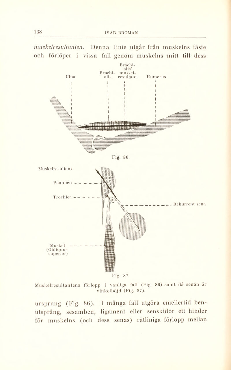 nuiskelresultanten. Denna linie utgår från muskelns fäste och förlöper i vissa fall genom muskelns mitt till dess Brachi- alis’ Brachi- muskel- - Rekurrent sena Muskelresultantens förlopp i vanliga fall (Fig. 86) samt då senan år vinkelböjd (Fig. 87). ursprung (Fig. 86). I många fall utgöra emellertid ben- utsprång, sesamben, ligament eller senskidor ett hinder för muskelns (och dess senas) rätliniga förlopp mellan