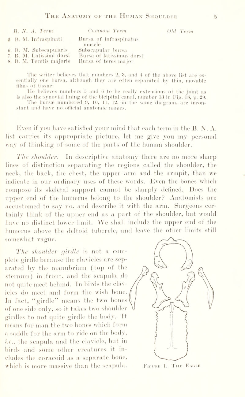 B. .V. A. Term 5. B. M. Infraspinati (i. B. M. Still scapularis 7. B. M. I.atissimi dorsi 8. B. M. Teretis majoris Common Term Bursa of infraspinatus muscle Subscapular bursa Bursa of latissimus dorsi Bursa of teres major Old Term The writer believes that numbers 2, .'i, and 1 of the above list are es¬ sentially one bursa, although they are often separated by thin, movable films of tissue. He believes numbers a and (i to be really extensions of the joint as is also the synovial lining of the bicipital canal, number 13 in Fig. 18, p. 2!). The bursae numbered !), 10, 11, 12, in the same diagram, are incon¬ stant and have no official anatomic names. Even if vou have satisfied your mind that each term in the B. \. A. list carries its appropriate picture, let me give you my personal way of thinking of some of the parts of the human shoulder. The shoulder. In descriptive anatomy there are no more sharp lines of distinction separating the regions called the shoulder, the neck, the hack, the chest, the upper arm and the armpit, than we indicate in our ordinary uses of these words. Even the bones which compose its skeletal support cannot he sharply defined. Does the upper end of the humerus belong to the shoulder? Anatomists are accustomed to sac no, and describe it with the arm. Surgeons cer¬ tainly think of the upper end as a part of the shoulder, but would have no distinct lower limit. We shall include the upper end ot the humerus above the deltoid tubercle, and leave the other limits still somewhat vague. The shoulder (jirdle is not a com¬ plete girdle because the clavicles are sep¬ arated by the manubrium (top of the sternum) in front, and the scapula? do not quite meet behind. In birds the clav¬ icles do meet and form the wish bone. In fact, “girdle” means the two bones of one side* onlv, so it takes two shoulder girdles to not quite girdle the body. It means for man the two bones which form a saddle for the arm to ride on the body . i.e., the scapula and the clavicle, but in binE and some other creatures it in¬ cludes the coracoid as a separate bone, which is more massive than the scapula.