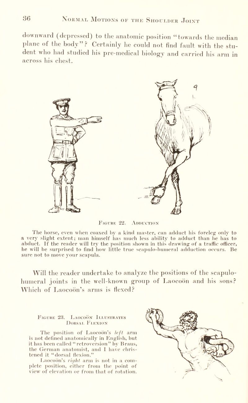 downward (depressed) to the anatomic position “towards the median plane of the body”? Certainly he could not find fault with the stu¬ dent. who had studied his pre-medical biology and carried his arm in across his chest. Figure 2*2. Adduction The horse, even when coaxed by a kind master, can adduct his foreleg only to a very slight extent; man himself has much less ability to adduct than he has to abduct. If the reader will try the position shown in this drawing of a traffic officer, he will be surprised to find how little true scapulo-humeral adduction occurs. Be sure not to move your scapula. Will the reader undertake to analyze the positions of the scapulo¬ humeral joints in the well-known group of Laocoon and his sons? Which of Laocobn’s arms is Hexed? Figure 23. Laocoon Illustrates Dorsal Flexion The position of Laocobn’s left arm is not defined anatomically in English, but it has been called “retroversion” bv Brans, the German anatomist, and l have chris¬ tened it “dorsal flexion.” Laocobn’s right arm is not in a com¬ plete position, either from the point of view of elevation or from that of rotation.