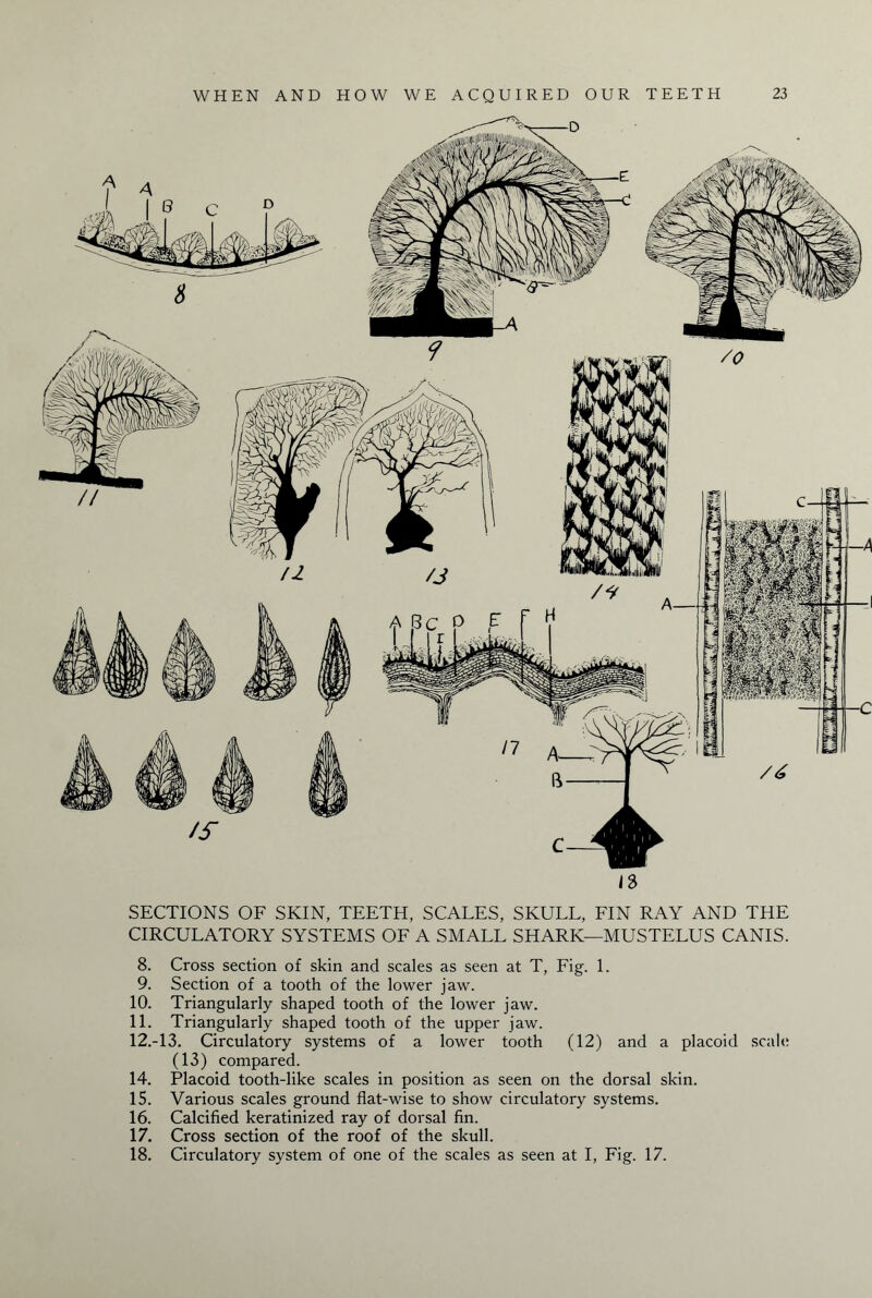 I s SECTIONS OF SKIN, TEETH, SCALES, SKULL, FIN RAY AND THE CIRCULATORY SYSTEMS OF A SMALL SHARK—MUSTELUS CANIS. 8. Cross section of skin and scales as seen at T, Fig. 1. 9. Section of a tooth of the lower jaw. 10. Triangularly shaped tooth of the lower jaw. 11. Triangularly shaped tooth of the upper jaw. 12. -13. Circulatory systems of a lower tooth (12) and a placoid scale (13) compared. 14. Placoid tooth-like scales in position as seen on the dorsal skin. 15. Various scales ground flat-wise to show circulatory systems. 16. Calcified keratinized ray of dorsal fin. 17. Cross section of the roof of the skull. 18. Circulatory system of one of the scales as seen at I, Fig. 17.