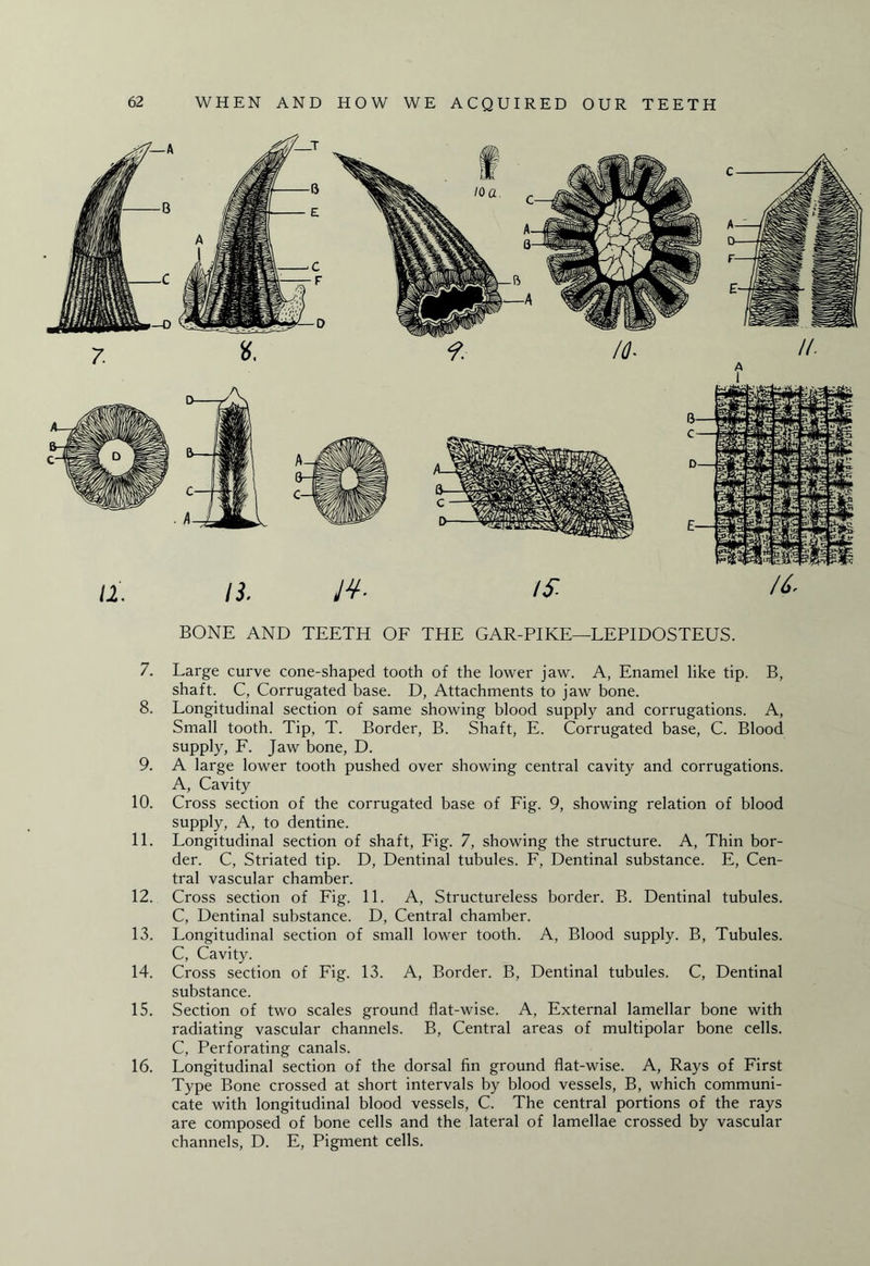 BONE AND TEETH OF THE GAR-PIKE—LEPIDOSTEUS. 7. Large curve cone-shaped tooth of the lower jaw. A, Enamel like tip. B, shaft. C, Corrugated base. D, Attachments to jaw bone. 8. Longitudinal section of same showing blood supply and corrugations. A, Small tooth. Tip, T. Border, B. Shaft, E. Corrugated base, C. Blood supply, F. Jaw bone, D. 9. A large lower tooth pushed over showing central cavity and corrugations. A, Cavity 10. Cross section of the corrugated base of Fig. 9, showing relation of blood supply, A, to dentine. 11. Longitudinal section of shaft, Fig. 7, showing the structure. A, Thin bor¬ der. C, Striated tip. D, Dentinal tubules. F, Dentinal substance. E, Cen¬ tral vascular chamber. 12. Cross section of Fig. 11. A, Structureless border. B. Dentinal tubules. C, Dentinal substance. D, Central chamber. 13. Longitudinal section of small lower tooth. A, Blood supply. B, Tubules. C, Cavity. 14. Cross section of Fig. 13. A, Border. B, Dentinal tubules. C, Dentinal substance. 15. Section of two scales ground flat-wise. A, External lamellar bone with radiating vascular channels. B, Central areas of multipolar bone cells. C, Perforating canals. 16. Longitudinal section of the dorsal fin ground flat-wise. A, Rays of First Type Bone crossed at short intervals by blood vessels, B, which communi¬ cate with longitudinal blood vessels, C. The central portions of the rays are composed of bone cells and the lateral of lamellae crossed by vascular channels, D. E, Pigment cells.