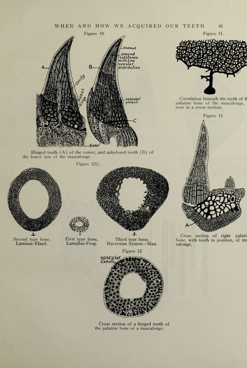 Figure 10. Hinged tooth (A) of the vomer, and ankylosed tooth (B) of the lower jaw of the mascalonge. Figure 12 y2. Second type bone, First type bone, Third type bone, Laminae-Eland. Lamallae-Frog. Haversian System—Man. Figure 12. Figure 11. Circulation beneath the teeth of tl palatine bone of the mascalonge, seen in a cross section. Figure 13. Cross section of right palatii bone, with tooth in position, of ma calonge. Cross section of a hinged tooth of the palatine bone of a mascalonge.