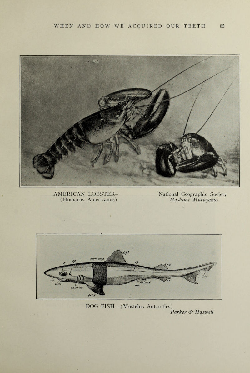 AMERICAN LOBSTER- (Homarus Americanus) National Geographic Society Hashime Mnrayama fictf mth. DOG FISH—(Mustelus Antarctics) Parker & Haswell