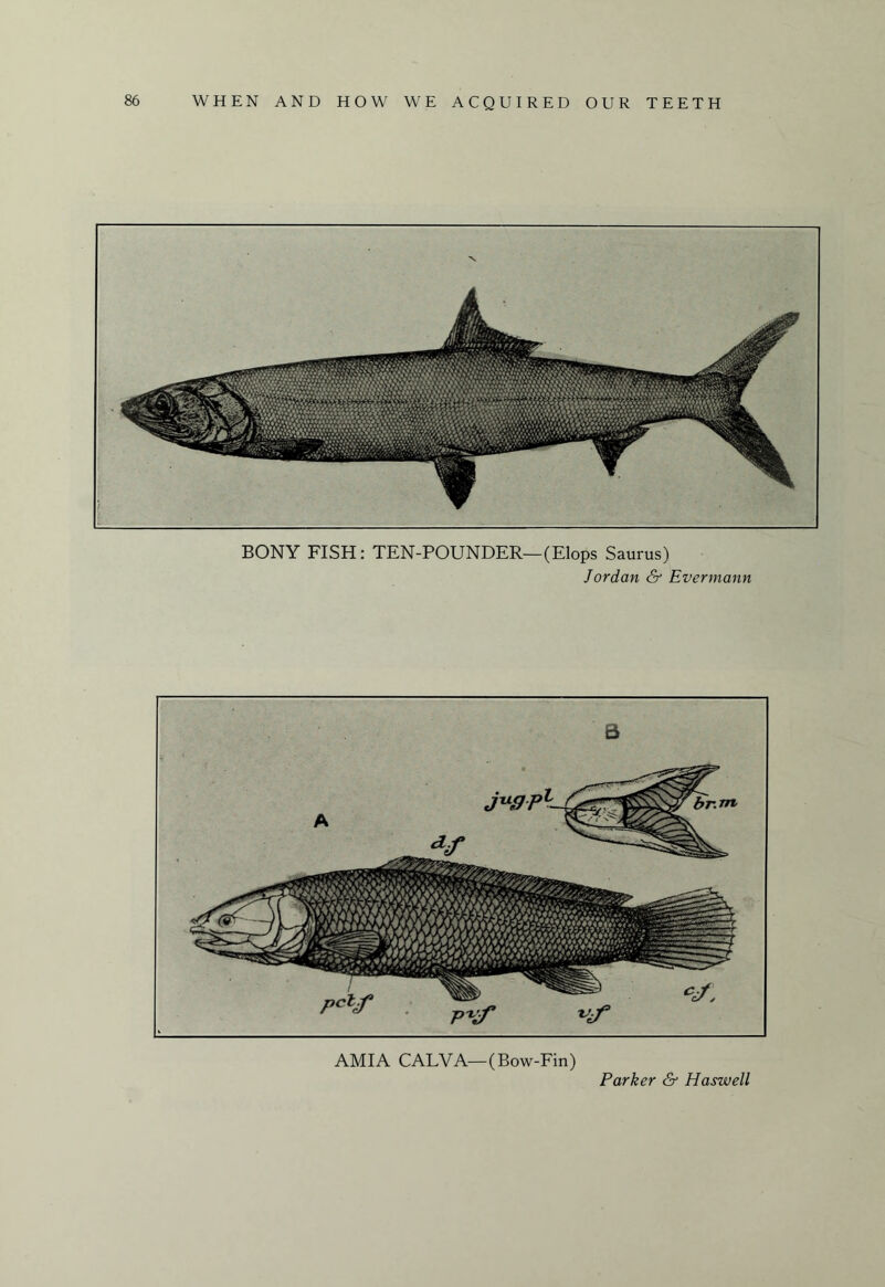 BONY FISH: TEN-POUNDER—(Elops Saurus) Jordan & Evermann AMIA CALVA—(Bow-Fin)