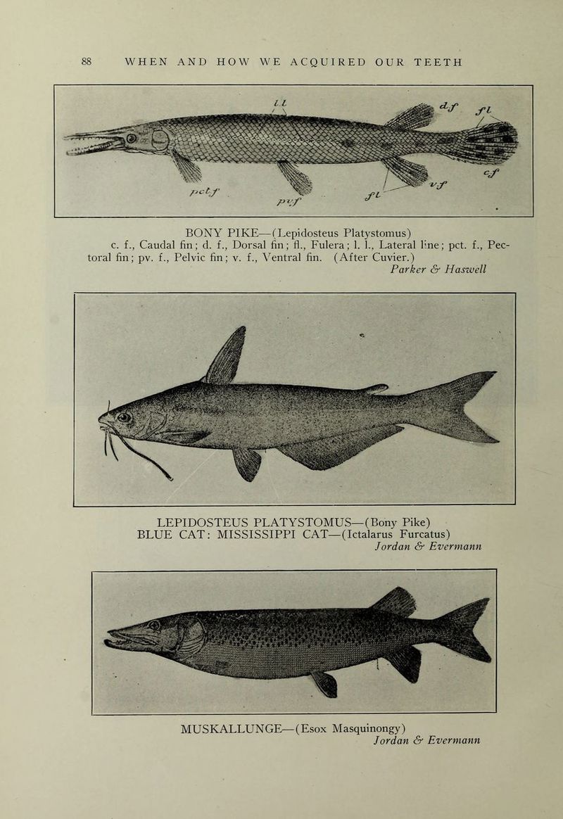 BONY PIKE—(Lepidosteus Platystomus) c. f., Caudal fin; d. f., Dorsal fin; fi., Fulera; 1. 1., Lateral line; pet. f., Pec¬ toral fin; pv. f., Pelvic fin; v. f., Ventral fin. (After Cuvier.) Parker & Haszvell LEPIDOSTEUS PLATYSTOMUS—(Bony Pike) BLUE CAT: MISSISSIPPI CAT—(Ictalarus Furcatus) Jordan & Evermann MUSKALLUNGE—(Esox Masquinongy) Jordan & Evermann