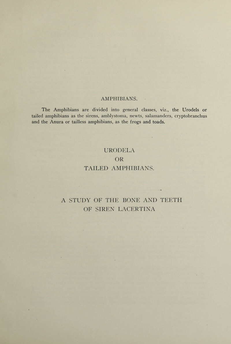 AMPHIBIANS. The Amphibians are divided into general classes, viz., the Urodels or tailed amphibians as the sirens, amblystoma, newts, salamanders, cryptobranchus and the Anura or tailless amphibians, as the frogs and toads. URODELA OR TAILED AMPHIBIANS. A STUDY OF THE BONE AND TEETH OF SIREN LACERTINA