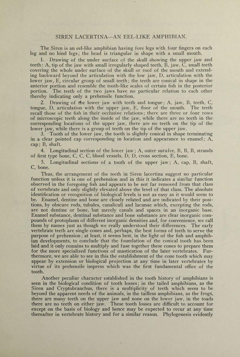 SIREN LACERTINA—AN EEL-LIKE AMPHIBIAN. The Siren is an eel-like amphibian having fore legs with four fingers on each leg and no hind legs; the head is triangular in shape with a small mouth. 1. Drawing of the under surface of the skull showing the upper jaw and teeth: A, tip of the jaw with small irregularly shaped teeth, B, jaw, C, small teeth covering the whole under surface of the skull or roof of the mouth and extend¬ ing backward beyond the articulation with the low jaw, D, articulation with the lower jaw, E, circular group of small teeth; the teeth are conical in shape in the anterior portion and resemble the tooth-like scales of certain fish in the posterior portion. The teeth of the two jaws have no particular relation to each other thereby indicating only a prehensile function. 2. Drawing of die lower jaw with teeth and tongue; A, jaw, B, teeth, C, tongue, D, articulation with the upper jaw, E, floor of the mouth. The teeth recall those of the fish in their occlusive relations; there are three or four rows of microscopic teeth along the inside of the jaw, while there are no teeth in the corresponding locations of the upper jaw, there are no teeth on the tip of the lower jaw, while there is a group of teeth on the tip of the upper jaw. 3. Tooth of the lower jaw, the tooth is slightly conical in shape terminating in a clear pointed cap corresponding in location and appearance to enamel; A, cap; B, shaft. 4. Longitudinal section of the lower jaw; A, outer surafce, B, B, B, strands of first type bone, C, C, C, blood vessels, D, D, cross section, E, bone. 5. Longitudinal sections of a tooth of the upper jaw; A, cap, B, shaft, C, bone. Thus, the arrangement of the teeth in Siren lacertina suggest no particular function unless it is one of prehension and in this it indicates a similar function observed in the foregoing fish and appears to be not far removed from that class of vertebrate and only slightly elevated above the level of that class. The absolute identification or recognition of biological levels is not as easy as it would seem to be. Enamel, dentine and bone are closely related and are indicated by their posi¬ tions, by obscure rods, tubules, canaliculi and lacunae which, excepting the rods, are not dentine or bone, but merely canals and spaces in an inorganic base. Enamel substance, dentinal substance and bone substance are clear inorganic com¬ pounds of protoplasm of different inorganic densities and, for convenience, we call them by names just as though we really understood their differences. The early vertebrate teeth are single cones and, perhaps, the best forms of teeth to serve the purpose of prehension; at least, it seems best, in the light of the fish and amphib¬ ian developments, to conclude that the foundation of the conical tooth has been laid and it only remains to multiply and fuse together these cones to prepare them for the more specialized functions of mastication of the later vertebrates. Fur¬ thermore, we are able to see in this the establishment of the cone tooth which may appear by extension or biological projection at any time in later vertebrates by virtue of its prehensile impress which was the first fundamental office of the tooth. Another peculiar character established in the tooth history of amphibians is seen in the biological condition of tooth losses; in the tailed amphibians, as the Siren and Cryptobranchus, there is a multiplicity of teeth which seem to be beyond the apparent needs of the animals, in the tailless amphibians, as the frogs, there are many teeth on the upper jaw and none on the lower jaw, in the toads there are no teeth on either jaw. These tooth losses are difficult to account for except on the basis of biology and hence may be expected to recur at any time thereafter in vertebrate history and for a similar reason. Phylogenesis evidently