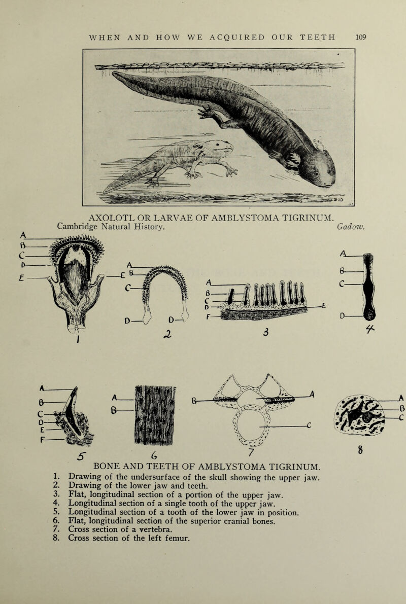 O 5> BONE AND TEETH OF AMBLYSTOMA TIGRINUM. 1. Drawing of the undersurface of the skull showing the upper jaw. 2. Drawing of the lower jaw and teeth. 3. Flat, longitudinal section of a portion of the upper jaw. 4. Longitudinal section of a single tooth of the upper jaw. 5. Longitudinal section of a tooth of the lower jaw in position. 6. Flat, longitudinal section of the superior cranial bones. 7. Cross section of a vertebra. 8. Cross section of the left femur.
