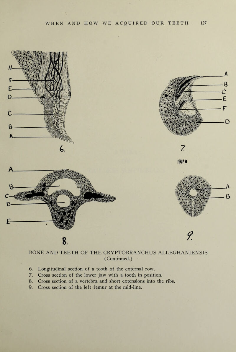 BONE AND TEETH OF THE CRYPTOBRANCHUS ALLEGHANIENSIS (Continued.) 6. Longitudinal section of a tooth of the external row. 7. Cross section of the lower jaw with a tooth in position. 8. Cross section of a vertebra and short extensions into the ribs. 9. Cross section of the left femur at the mid-line.