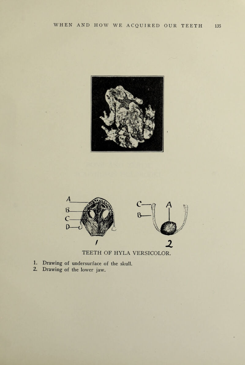 TEETH OF HYLA VERSICOLOR. 1. Drawing of undersurface of the skull. 2. Drawing of the lower jaw.