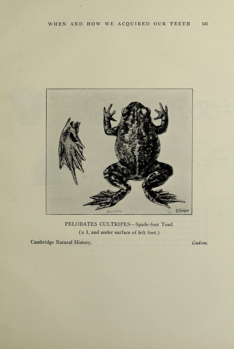PELOBATES CUT-TRIPES—Spade-foot Toad, (x 1, and under surface of left foot.) Cambridge Natural History. Gadow.
