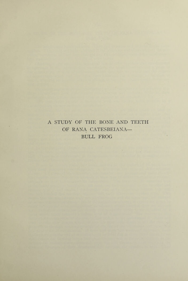 A STUDY OF THE BONE AND TEETH OF RANA CATESBEIANA— BULL FROG