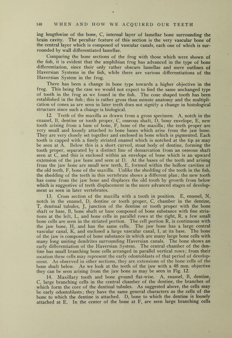 ing lengthwise of the bone, C, internal layer of lamellar bone surrounding the brain cavity. The peculiar feature of this section is the very vascular bone of the central layer which is composed of vascular canals, each one of which is sur¬ rounded by wall differentiated lamellae. Comparing the bone sections of the frog with those which were shown of the fish, it is evident that the amphibian frog has advanced in the type of bone differentiation, since their only rather obscure lamellae and mere outlines of Haversian Systems in the fish, while there are various differentiations of the Haversian System in the frog. There has been a change in bone type towards a higher objective in the frog. This being the case we would not expect to find the same unchanged type of tooth in the frog as we found in the fish. The cone shaped tooth has been established in the fish; this is rather gross than minute anatomy and the multipli¬ cation of cones as are seen in later teeth does not signify a change in histological structure since such a change is biological. 12. Teeth of the maxilla as drawn from a gross specimen. A, notch in the enamel, B, dentine or tooth proper, C, osseous shaft, D, bony envelope, E, new tooth arising from a base of bone, F, bone of the maxilla; the teeth proper are very small and loosely attached to bone bases which arise from the jaw bone. They are very closely set together and enclosed in bone which is pigmented. Each tooth is capped with a finely striated enamel which is notched at the tip as may be seen at A. Below this is a short curved, stout body of dentine, forming the tooth proper, separated by a distinct line of demarcation from an osseous shaft seen at C, and this is enclosed within an envelope of bone which is an upward extension of the jaw bone and seen at D. At the bases of the teeth and arising from the jaw bone are small new teeth, E, formed within the hollow cavities of the old teeth, F, bone of the maxilla. Unlike the shedding of the teeth in the fish, the shedding of the teeth in this vertebrate shows a different plan; the new tooth has come from the jaw bone and displaces the old tooth by growth from below which is suggestive of teeth displacement in the more advanced stages of develop¬ ment as seen in later vertebrates. 13. Cross section of the maxilla with a tooth in position. E, enamel, N, notch in the enamel, D, dentine or tooth proper, C, chamber in the dentine, T, dentinal tubules, J, junction of the dentine or tooth proper with the bone shaft or base, B, bone shaft or base composed of bone substance with fine stria- tions at the left, L, and bone cells in parallel rows at the right, R, a few small bone cells are seen in the striated portion. The cell portion R, is continuous with the jaw bone, H, and has the same cells. The jaw bone has a large central vascular canal, K, and enclosed a large vascular canal, I, at its base. The bone of the jaw is composed of bone substance in which are many large bone cells with many long uniting dendrites surrounding Haversian canals. The bone shows an early differentiation of the Haversian System. The central chamber of the den¬ tine has small branching bone cells arranged in parallel vertical rows; from their location these cells may represent the early odontoblasts of that period of develop¬ ment. As observed in other sections, they are extensions of the bone cells of the bone shaft below. As we look at the teeth of the jaw with a 48 mm. objective they can be seen arising from the jaw bone as may be seen in Fig. 12. 14. Maxillary tooth and bone ground flat-wise. A, enamel, B, dentine, C, large branching cells in the central chamber of the dentine, the branches of which form the core of the dentinal tubules. As suggested above, the cells may be early odontoblasts; they have the same general characters as the cells of the bone to which the dentine is attached. D, bone to which the dentine is loosely attached at E. In the center of the bone at F, are seen large branching cells