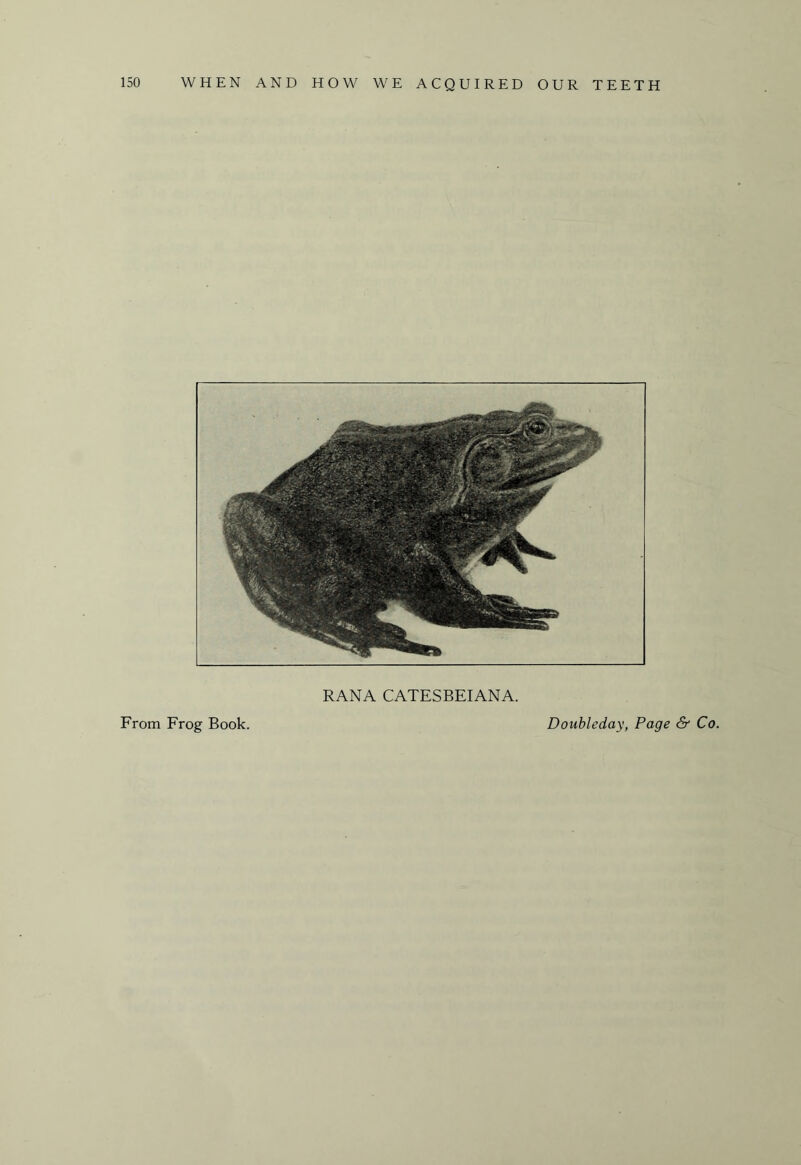 RANA CATESBEIANA. From Frog Book. Doubleday, Page & Co.
