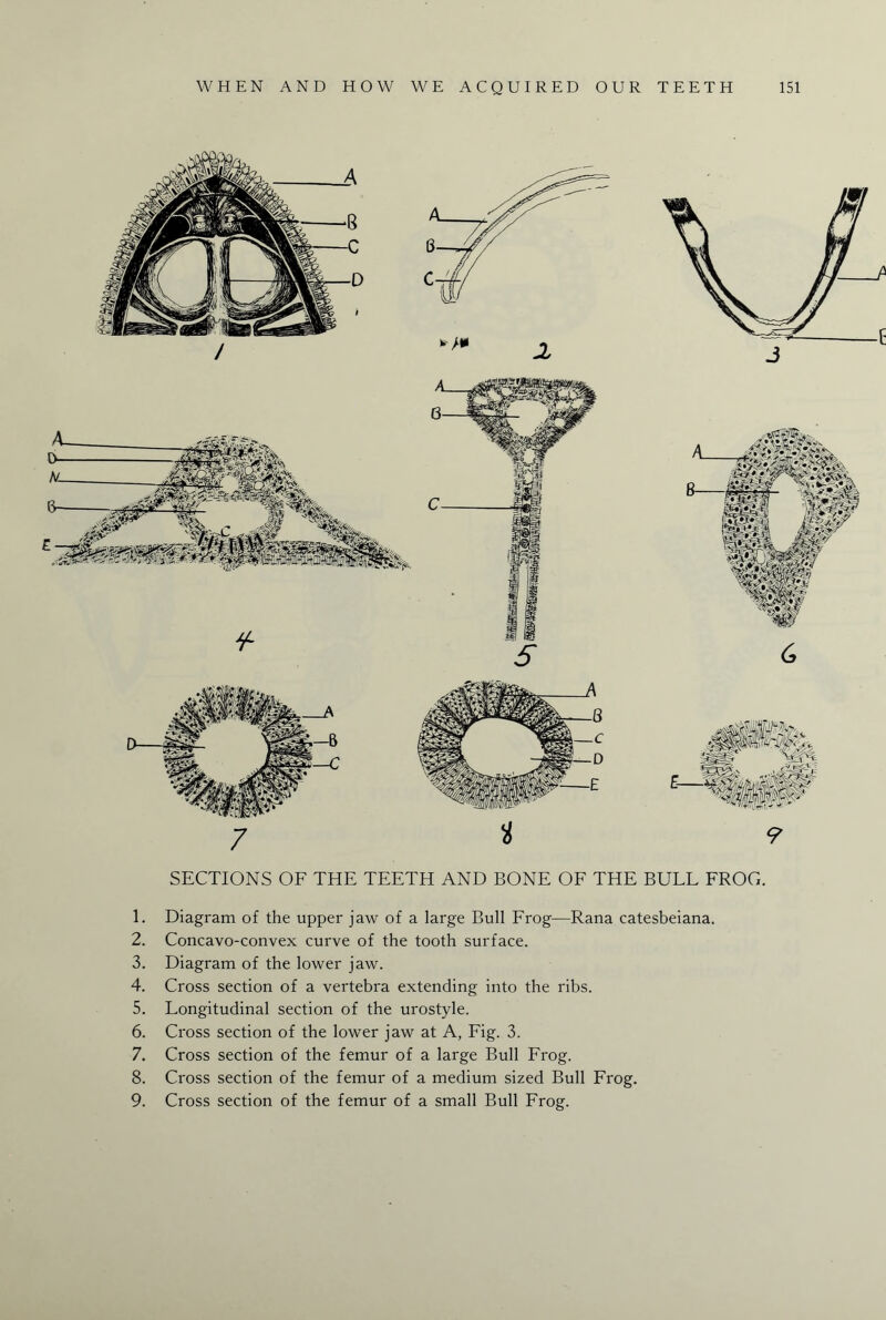 Sr <7 SECTIONS OF THE TEETH AND BONE OF THE BULL FROG. 1. Diagram of the upper jaw of a large Bull Frog—Rana catesbeiana. 2. Concavo-convex curve of the tooth surface. 3. Diagram of the lower jaw. 4. Cross section of a vertebra extending into the ribs. 5. Longitudinal section of the urostyle. 6. Cross section of the lower jaw at A, Fig. 3. 7. Cross section of the femur of a large Bull Frog. 8. Cross section of the femur of a medium sized Bull Frog. 9. Cross section of the femur of a small Bull Frog.