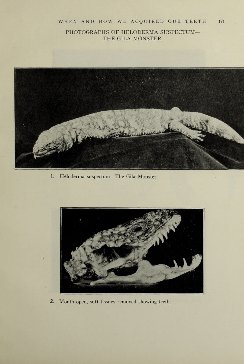 PHOTOGRAPHS OF HELODERMA SUSPECTUM— THE GILA MONSTER. 1. Heloderma suspectum—The Gila Monster. 2. Mouth open, soft tissues removed showing teeth.