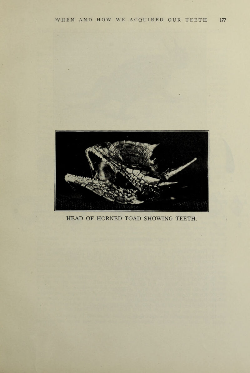 HEAD OF HORNED TOAD SHOWING TEETH.