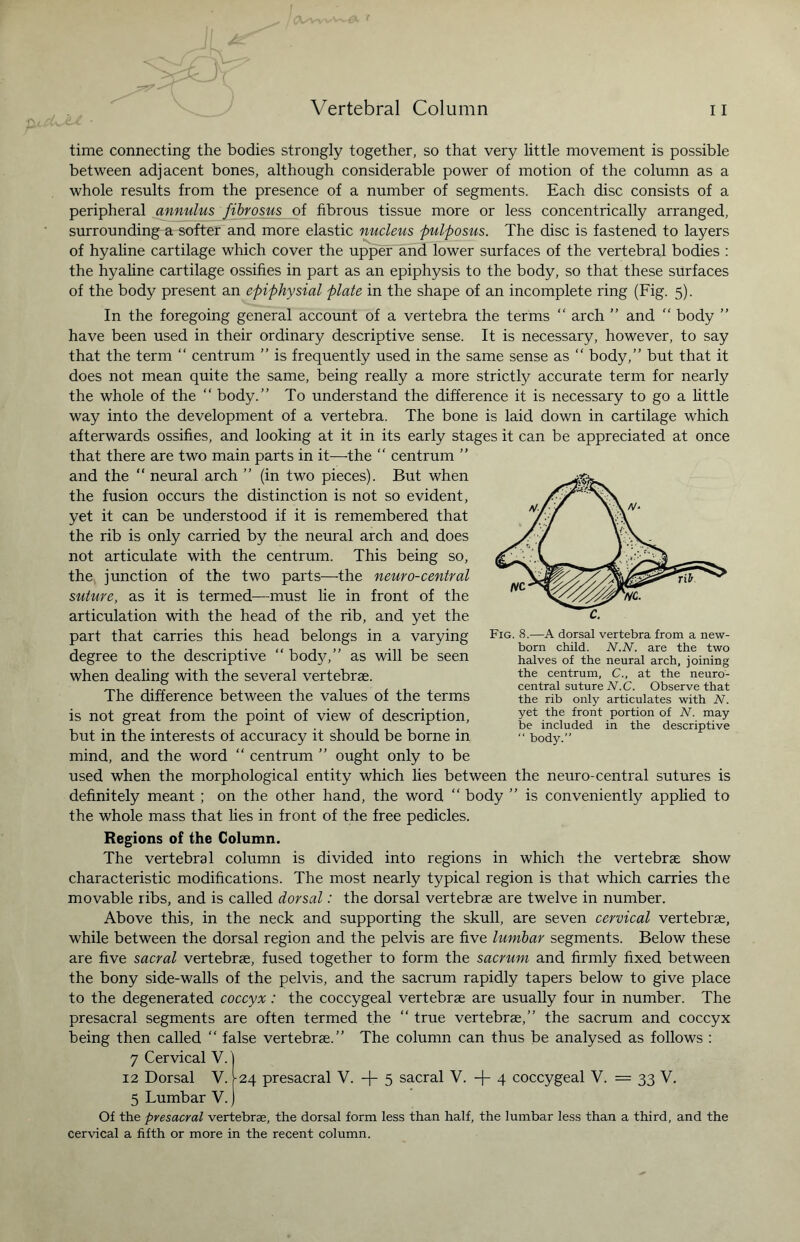 IJL£ ■ time connecting the bodies strongly together, so that very little movement is possible between adjacent bones, although considerable power of motion of the column as a whole results from the presence of a number of segments. Each disc consists of a peripheral annulus fibrosus of fibrous tissue more or less concentrically arranged, surrounding a softer and more elastic nucleus pulposus. The disc is fastened to layers of hyaline cartilage which cover the upper and lower surfaces of the vertebral bodies : the hyaline cartilage ossifies in part as an epiphysis to the body, so that these surfaces of the body present an epiphysial plate in the shape of an incomplete ring (Fig. 5). In the foregoing general account of a vertebra the terms “ arch ” and “ body ” have been used in their ordinary descriptive sense. It is necessary, however, to say that the term “ centrum ” is frequently used in the same sense as “ body,” but that it does not mean quite the same, being really a more strictly accurate term for nearly the whole of the “ body.” To understand the difference it is necessary to go a little way into the development of a vertebra. The bone is laid down in cartilage which afterwards ossifies, and looking at it in its early stages it can be appreciated at once that there are two main parts in it—the “ centrum ” and the “ neural arch ” (in two pieces). But when the fusion occurs the distinction is not so evident, yet it can be understood if it is remembered that the rib is only carried by the neural arch and does not articulate with the centrum. This being so, the junction of the two parts—the neuro-central suture, as it is termed—must lie in front of the articulation with the head of the rib, and yet the part that carries this head belongs in a varying degree to the descriptive “ body,” as will be seen when dealing with the several vertebrae. The difference between the values of the terms is not great from the point of view of description, but in the interests of accuracy it should be borne in mind, and the word “ centrum ” ought only to be used when the morphological entity which lies between the neuro-central sutures is definitely meant ; on the other hand, the word “ body ” is conveniently applied to the whole mass that lies in front of the free pedicles. Regions of the Column. The vertebral column is divided into regions in which the vertebrae show characteristic modifications. The most nearly typical region is that which carries the movable ribs, and is called dorsal: the dorsal vertebrae are twelve in number. Above this, in the neck and supporting the skull, are seven cervical vertebrae, while between the dorsal region and the pelvis are five lumbar segments. Below these are five sacral vertebrae, fused together to form the sacrum and firmly fixed between the bony side-walls of the pelvis, and the sacrum rapidly tapers below to give place to the degenerated coccyx : the coccygeal vertebrae are usually four in number. The presacral segments are often termed the “ true vertebrae,” the sacrum and coccyx being then called “ false vertebrae.” The column can thus be analysed as follows : 7 Cervical V.) 12 Dorsal V. 124 presacral V. -f- 5 sacral V. -j- 4 coccygeal V. = 33 V. 5 Lumbar V.) Of the presacral vertebrae, the dorsal form less than half, the lumbar less than a third, and the cervical a fifth or more in the recent column. Fig. 8.—A dorsal vertebra from a new¬ born child. N.N. are the two halves of the neural arch, joining the centrum, C., at the neuro¬ central suture N.C. Observe that the rib only articulates with N. yet the front portion of N. may be included in the descriptive “ body.”
