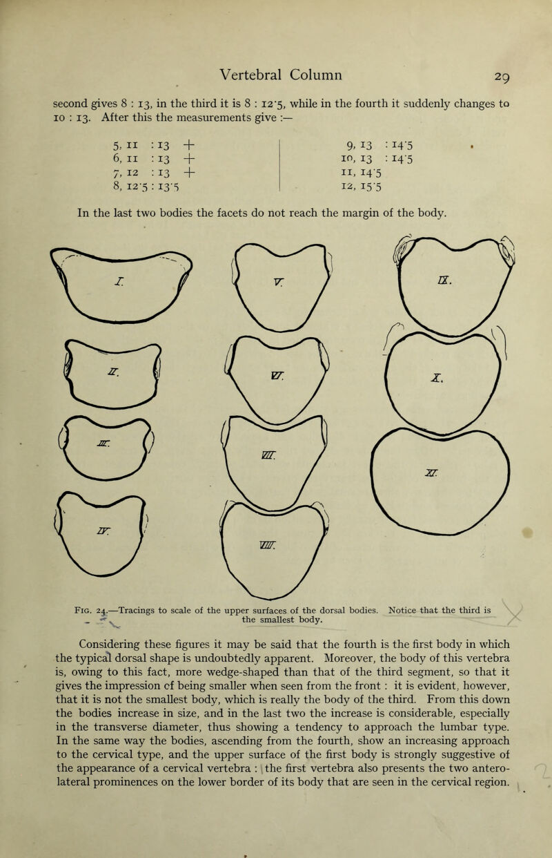 second gives 8 : 13, in the third it is 8 : 12’5, while in the fourth it suddenly changes to 10 : 13. After this the measurements give 5, 11 : 13 + 9> 13 6, 11 : 13 + 10, 13 7'» 12 : 13 + 11, i4'5 8, 12-5 : i3'5 12, i5‘5 In the last two bodies the facets do not reach the margin of the body. Considering these figures it may be said that the fourth is the first body in which the typical dorsal shape is undoubtedly apparent. Moreover, the body of this vertebra is, owing to this fact, more wedge-shaped than that of the third segment, so that it gives the impression of being smaller when seen from the front : it is evident, however, that it is not the smallest body, which is really the body of the third. From this down the bodies increase in size, and in the last two the increase is considerable, especially in the transverse diameter, thus showing a tendency to approach the lumbar type. In the same way the bodies, ascending from the fourth, show an increasing approach to the cervical type, and the upper surface of the first body is strongly suggestive of the appearance of a cervical vertebra : the first vertebra also presents the two antero¬ lateral prominences on the lower border of its body that are seen in the cervical region.