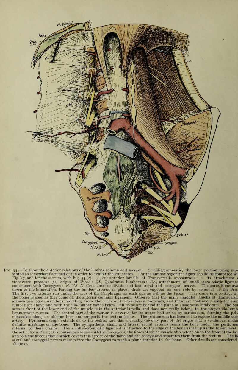 Fig. 35.—To show the anterior relations of the lumbar column and sacrum. Semidiagrammatic, the lower portion being repr sented as somewhat flattened out in order to exhibit the structures. For the lumbar region the figure should be compared wi Fig.'27, and for the sacrum, with Fig. 34 (2). A, cut anterior lamella of Transversalis aponeurosis: a, its attachment c transverse process : ps, origin of Psoas : OL, Quadratus lumborum : 4ig., attachment of small sacro-sciatic ligamer continuous with Coccygeus : N. FS, N. Cocc, anterior divisions of last sacral and coccygeal nerves. The aort?»is cut aw; down to the bifurcation, leaving the lumbar arteries in place ; these are exposed on one side by removal „ F the Psoa The first two arteries run under the crus of the Diaphragm on each side as well as the Psoas. They come into contact wi the bones as soon as they come off the anterior common ligament. Observe that the main (middle) lamella of Transversal aponeurosis contains fibres radiating from the ends of the transverse processes, and these are continuous with the cost lumbar set above and with the ilio-lumbar bands below : all these are behind the plane of Quadratus lumborum. The bar seen in front of the lower end of the muscle is in the anterior lamella and does not really belong to the proper ilio-lumb; ligamentous system. The central part of the sacrum is covered for its upper half or so by peritoneum, forming the pelv mesocolon along an oblique line, and supports the rectum below. The peritoneum has been cut to expose the middle sacr artery. Pyriformis origin extends on to the bodies, and this is usually the only part of the origin that is tendinous, makii definite markings on the bone. The sympathetic chain and lateral sacral arteries reach the bone under the peritoneu internal to these origins. The small sacro-sciatic ligament is attached to the edge of the bone as far up as the lower level the articular surface ; it is continuous below with the Coccygeus, the fibres of which muscle also extend on to the front of the boi and join the fibrous tissue which covers this aspect of the bone and the coccyx and separates them from the rectum. The la sacral and coccygeal nerves must pierce the Coccygeus to reach a plane anterior to the bone. Other details are considered the text.