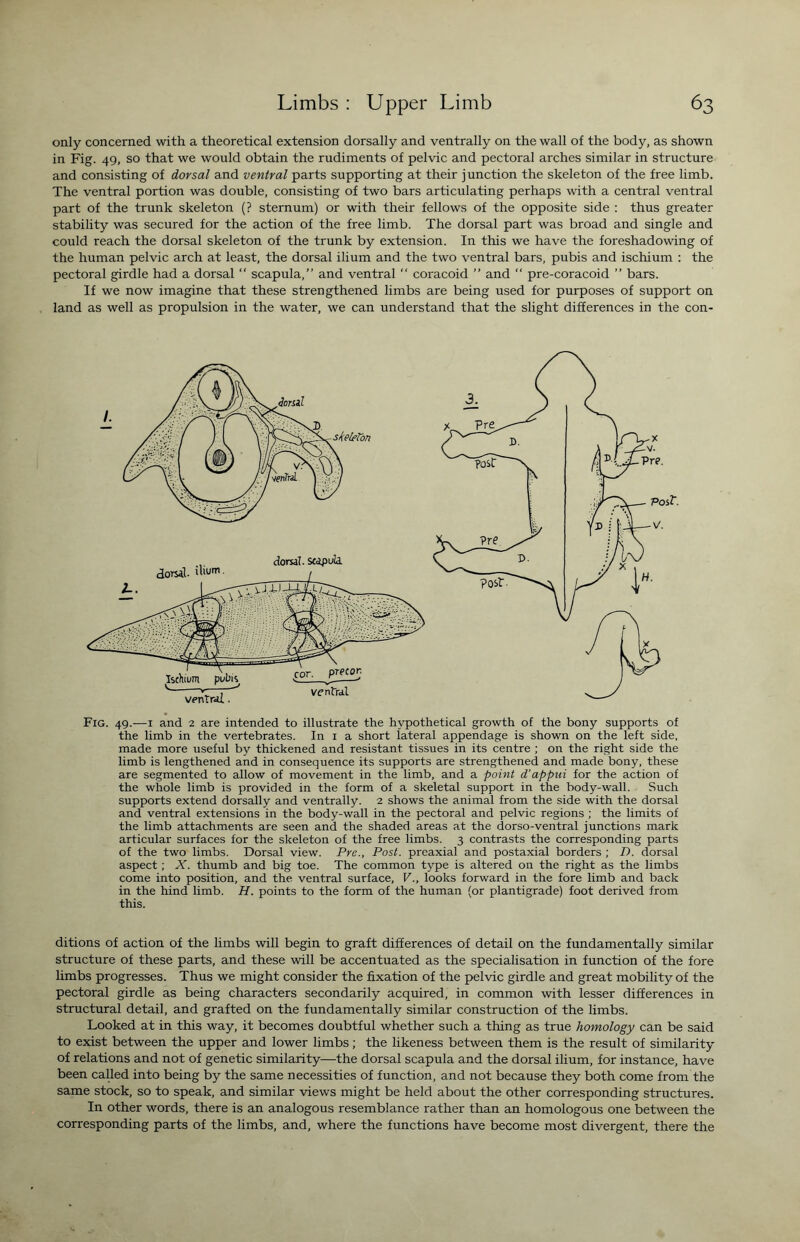 only concerned with a theoretical extension dorsally and ventrally on the wall of the body, as shown in Fig. 49, so that we would obtain the rudiments of pelvic and pectoral arches similar in structure and consisting of dorsal and ventral parts supporting at their junction the skeleton of the free limb. The ventral portion was double, consisting of two bars articulating perhaps with a central ventral part of the trunk skeleton (? sternum) or with their fellows of the opposite side : thus greater stability was secured for the action of the free limb. The dorsal part was broad and single and could reach the dorsal skeleton of the trunk by extension. In this we have the foreshadowing of the human pelvic arch at least, the dorsal ilium and the two ventral bars, pubis and ischium : the pectoral girdle had a dorsal “ scapula,” and ventral “ coracoid ” and “ pre-coracoid ” bars. If we now imagine that these strengthened limbs are being used for purposes of support on land as well as propulsion in the water, we can understand that the slight differences in the con- Fig. 49.-—1 and 2 are intended to illustrate the hypothetical growth of the bony supports of the limb in the vertebrates. In 1 a short lateral appendage is shown on the left side, made more useful by thickened and resistant, tissues in its centre ; on the right side the limb is lengthened and in consequence its supports are strengthened and made bony, these are segmented to allow of movement in the limb, and a point d'appui for the action of the whole limb is provided in the form of a skeletal support in the body-wall. Such supports extend dorsally and ventrally. 2 shows the animal from the side with the dorsal and ventral extensions in the body-wall in the pectoral and pelvic regions ; the limits of the limb attachments are seen and the shaded areas at the dorso-ventral junctions mark articular surfaces for the skeleton of the free limbs. 3 contrasts the corresponding parts of the two limbs. Dorsal view. Prc., Post, preaxial and postaxial borders ; D. dorsal aspect ; X. thumb and big toe. The common type is altered on the right as the limbs come into position, and the ventral surface, Vlooks forward in the fore limb and back in the hind limb. H. points to the form of the human (or plantigrade) foot derived from this. ditions of action of the limbs will begin to graft differences of detail on the fundamentally similar structure of these parts, and these will be accentuated as the specialisation in function of the fore limbs progresses. Thus we might consider the fixation of the pelvic girdle and great mobility of the pectoral girdle as being characters secondarily acquired, in common with lesser differences in structural detail, and grafted on the fundamentally similar construction of the limbs. Looked at in this way, it becomes doubtful whether such a tiling as true homology can be said to exist between the upper and lower limbs; the likeness between them is the result of similarity of relations and not of genetic similarity—the dorsal scapula and the dorsal ilium, for instance, have been called into being by the same necessities of function, and not because they both come from the same stock, so to speak, and similar views might be held about the other corresponding structures. In other words, there is an analogous resemblance rather than an homologous one between the corresponding parts of the limbs, and, where the functions have become most divergent, there the