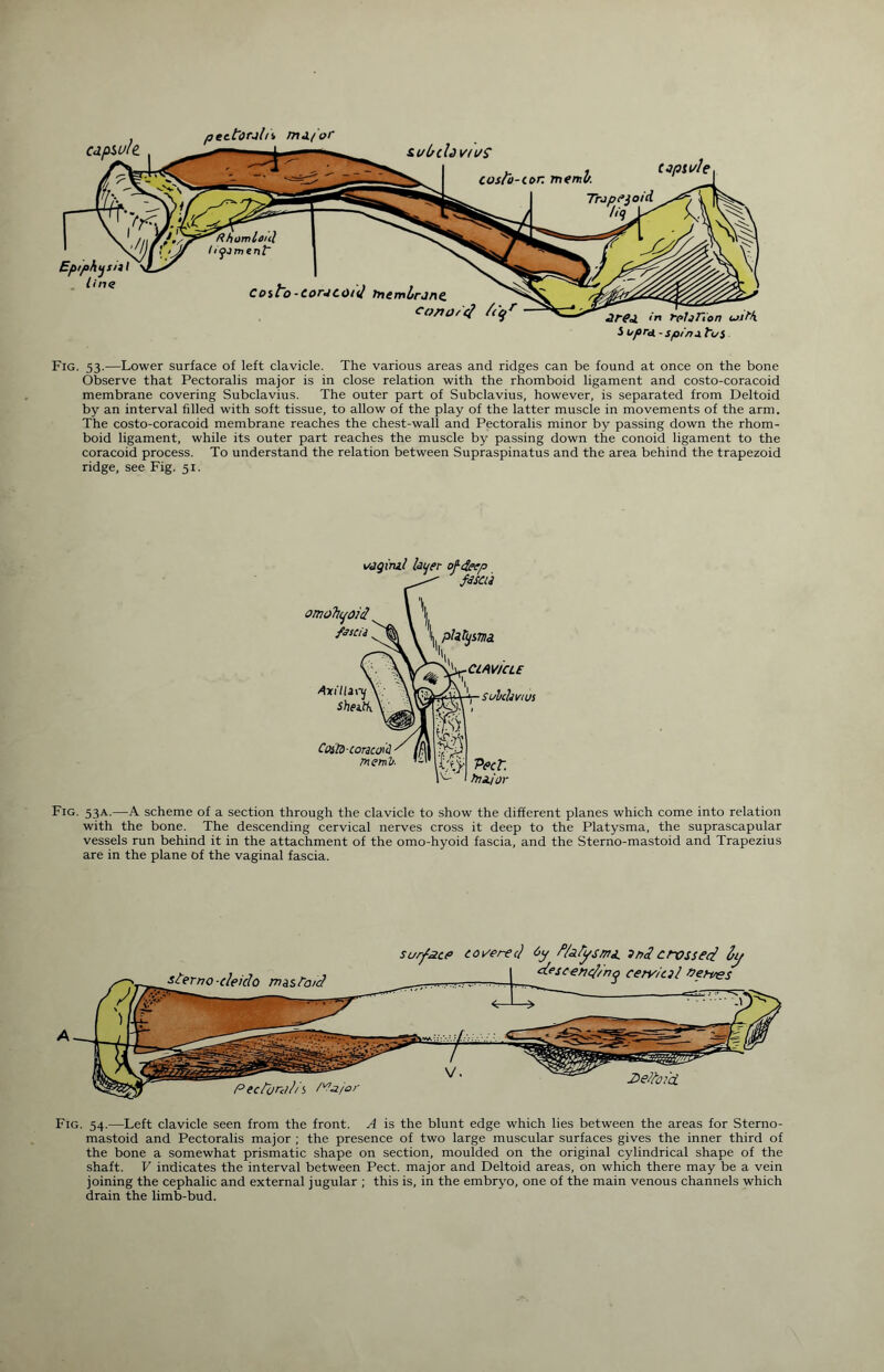 pectorj/ii ma/or t/l/chvtuS Ep/phj ■ Coracoid tnem&rjnc con on? /ty1 Or 00. in ffihrion LJlfk 5 upruc - spins l~Ji Fig. 53.—Lower surface of left clavicle. The various areas and ridges can be found at once on the bone Observe that Pectoralis major is in close relation with the rhomboid ligament and costo-coracoid membrane covering Subclavius. The outer part of Subclavius, however, is separated from Deltoid by an interval filled with soft tissue, to allow of the play of the latter muscle in movements of the arm. The costo-coracoid membrane reaches the chest-wall and Pectoralis minor by passing down the rhom¬ boid ligament, while its outer part reaches the muscle by passing down the conoid ligament to the coracoid process. To understand the relation between Supraspinatus and the area behind the trapezoid ridge, see Fig. 51. 1/jqiru.1 layer of-cfeep fascia omohyoid fascia Axillaiy sheith Cpsto coracoul / M menV. pliTysm ^ClAVICLE ■ Subclavius Peer. fnsejor Fig. 53A.—A scheme of a section through the clavicle to show the different planes which come into relation with the bone. The descending cervical nerves cross it deep to the Platysma, the suprascapular vessels run behind it in the attachment of the omo-hyoid fascia, and the Sterno-mastoid and Trapezius are in the plane of the vaginal fascia. A surface co uered Op f/ahysma. and crossed by descending cervical nerves DelfofcL Rectum hi Ma/or Fig. 54.—Left clavicle seen from the front. A is the blunt edge which lies between the areas for Sterno- mastoid and Pectoralis major ; the presence of two large muscular surfaces gives the inner third of the bone a somewhat prismatic shape on section, moulded on the original cylindrical shape of the shaft. V indicates the interval between Pect. major and Deltoid areas, on which there may be a vein joining the cephalic and external jugular ; this is, in the embryo, one of the main venous channels which drain the limb-bud.