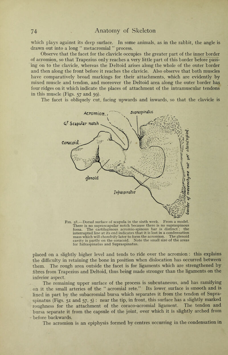 which plays against its deep surface. In some animals, as in the rabbit, the angle is drawn out into a long “ metacromial ” process. Observe that the facet for the clavicle occupies the greater part of the inner border of acromion, so that Trapezius only reaches a very little part of this border before pass¬ ing on to the clavicle, whereas the Deltoid arises along the whole of the outer border and then along the front before it reaches the clavicle. Also observe that both muscles have comparatively broad markings for their attachments, which are evidently by mixed muscle and tendon, and moreover the Deltoid area along the outer border has four ridges on it which indicate the places of attachment of the intramuscular tendons in this muscle (Figs. 57 and 59). The facet is obliquely cut, facing upwards and inwards, so that the clavicle is Fig. 58.—Dorsal surface of scapula in the sixth week. From a model. There is no suprascapular notch because there is no supraspinous fossa. The cartilaginous acromio-spinous bar is distinct ; the interrupted line at its end indicates that it is lost in a condensation mass which will chondrify later to form the acromion. The glenoid cavity is partly on the coracoid. Note the small size of the areas for Infraspinatus and Supraspinatus. placed on a slightly higher level and tends to ride over the acromion : this explains the difficulty in retaining the bone in position when dislocation has occurred between them. The rough area outside the facet is for ligaments which are strengthened by fibres from Trapezius and Deltoid, thus being made stronger than the ligaments on the inferior aspect. The remaining upper surface of the process is subcutaneous, and has ramifying on it the small arteries of the “ acromial rete.” Its lower surface is smooth and is lined in part by the subacromial bursa which separates it from the tendon of Supra¬ spinatus (Figs. 51 and 57, 5) : near the tip, in front, this surface has a slightly marked roughness for the attachment of the coraco-acromial ligament. The tendon and bursa separate it from the capsule of the joint, over which it is slightly arched from before backwards. The acromion is an epiphysis formed by centres occurring in the condensation in