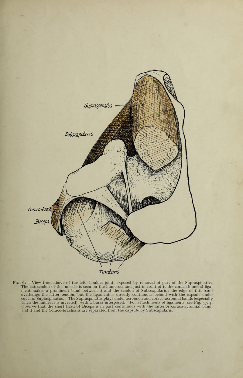 Tendons Fig. 62.—View from above of the left shoulder-joint, exposed by removal of part of the Supraspinatus. The cut tendon of this muscle is seen on the humerus, and just in front of it the coraco-humeral liga¬ ment makes a prominent band between it and the tendon of Subscapularis ; the edge of this band overhangs the latter tendon, but the ligament is directly continuous behind with the capsule under cover of Supraspinatus. The Supraspinatus plays under acromion and coraco-acromial bands (especially when the humerus is inverted), with a bursa interposed. For attachments of ligaments, see Fig. 57, 4. Observe that the short head of Biceps is in part continuous with the anterior coraco-acromial band, and it and the Coraco-brachialis are separated from the capsule by Subscapularis.