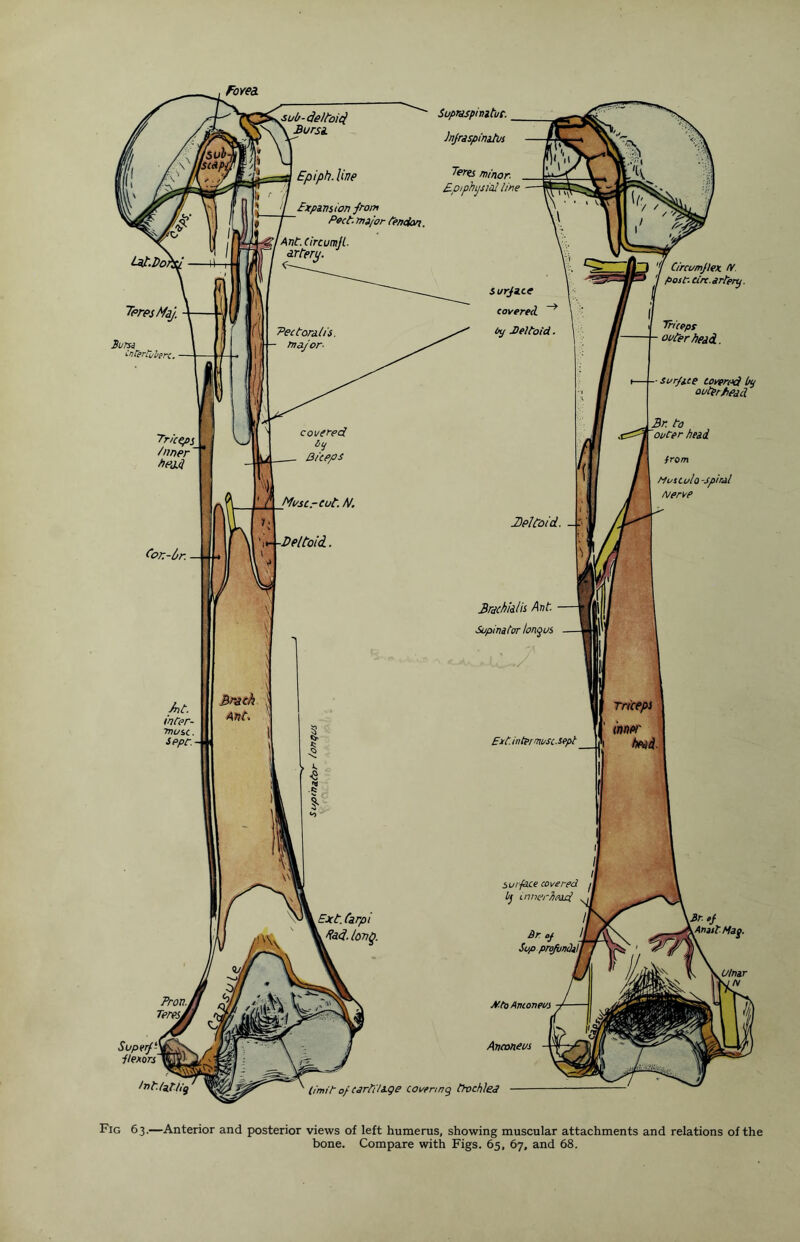 SuprjspinituC. Infraspinatus teres minor. Epiphysial line Super/- flexors' \ / / Surface covered Oy Mel to id. Circumflex. IV post. Cirt. artery. Triceps ■ outer head. ■ surface coven*} by outer Pead Bn to outer head from Musculo -spiral /Verve Dp!told. Brachial is Ant. Supinator longus Ext. inter muse .sept Tricepi inner head. Surface covered jl bj innerfiead Br of If , Sup profundill 2Q \3r. of ylnj/f Mag. Mto Anconeus kUlnar IN Anconeus lot. latlly limit of cartilage covering trochlea Fig 6 3.—Anterior and posterior views of left humerus, showing muscular attachments and relations of the bone. Compare with Figs. 65, 67, and 68.