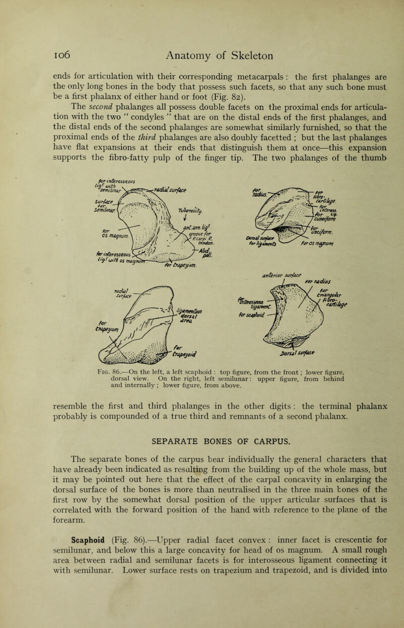 ends for articulation with their corresponding metacarpals : the first phalanges are the only long bones in the body that possess such facets, so that any such bone must be a first phalanx of either hand or foot (Fig. 82). The second phalanges all possess double facets on the proximal ends for articula¬ tion with the two “ condyles ” that are on the distal ends of the first phalanges, and the distal ends of the second phalanges are somewhat similarly furnished, so that the proximal ends of the third phalanges are also doubly facetted ; but the last phalanges have flat expansions at their ends that distinguish them at once—this expansion supports the fibro-fatty pulp of the finger tip. The two phalanges of the thumb far interas.if.cus ligt uCJth semilunar ^radialsurface Surface Semi Lunar. ' Tuberosity. . ;j M'Si • •/1/ -w ant.3im.lig- groove for tjftl . ' ./ F carpi I ■. ^y/S. ■' \ Condon for interosseous _ Lip fun ill os may no) tor trjpejt vm for «ln-, cartilage for infeross. 'iforn/ Dorsal surface for ligaments for os nragnurrt anterior surface Fig. 86.—On the left, a left scaphoid : top figure, from the front; lower figure, dorsal view. On the right, left semilunar: upper figure, from behind and internally ; lower figure, from above. resemble the first and third phalanges in the other digits : the terminal phalanx probably is compounded of a true third and remnants of a second phalanx. SEPARATE BONES OF CARPUS. The separate bones of the carpus bear individually the general characters that have already been indicated as resulting from the building up of the whole mass, but it may be pointed out here that the effect of the carpal concavity in enlarging the dorsal surface of the bones is more than neutralised in the three main bones of the first row by the somewhat dorsal position of the upper articular surfaces that is correlated with the forward position of the hand with reference to the plane of the forearm. Scaphoid (Fig. 86).—Upper radial facet convex : inner facet is crescentic for semilunar, and below this a large concavity for head of os magnum. A small rough area between radial and semilunar facets is for interosseous ligament connecting it with semilunar. Lower surface rests on trapezium and trapezoid, and is divided into